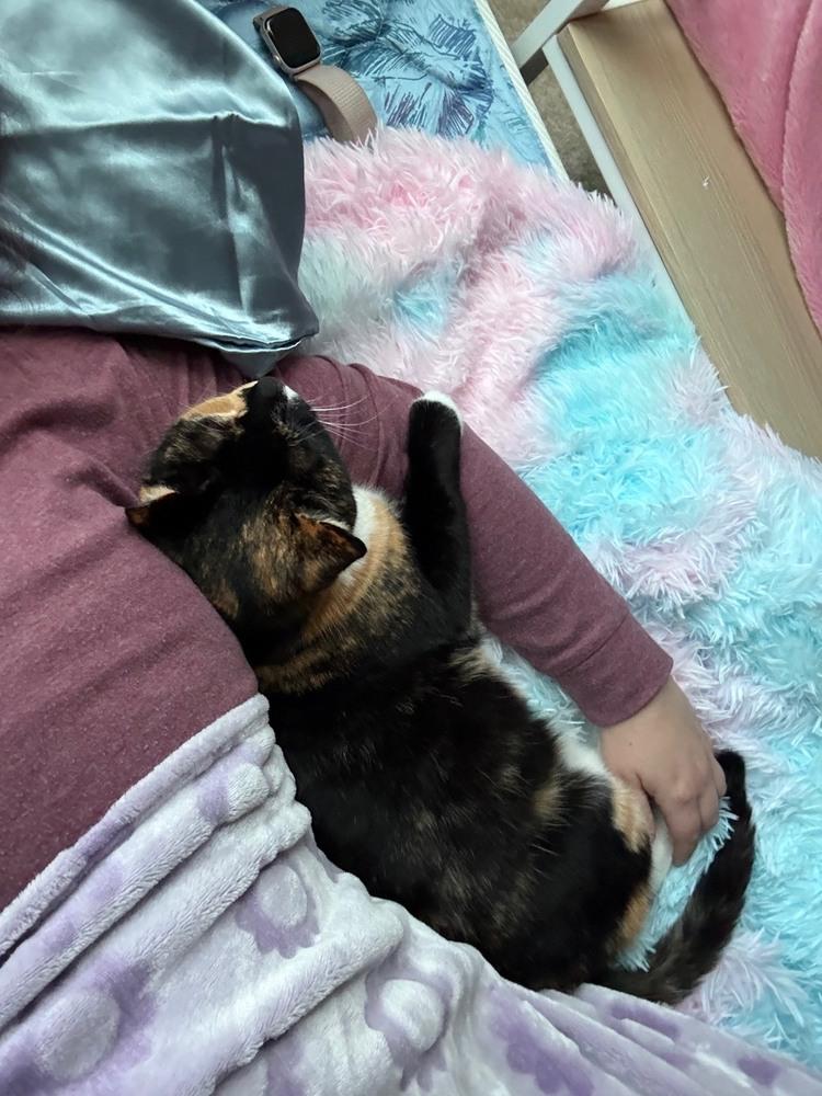 Enlarge Callie Allie Oop, a Adoptable Calico in Cary, NC image 1/5