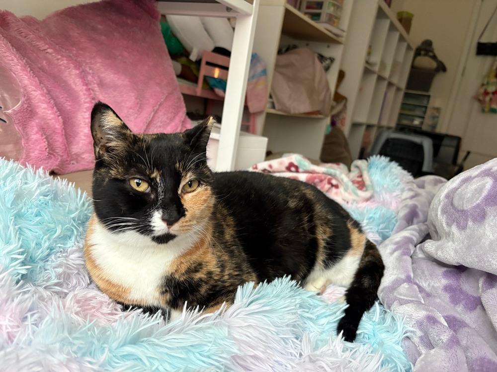 Enlarge Callie Allie Oop, a Adoptable Calico in Cary, NC image 2/5