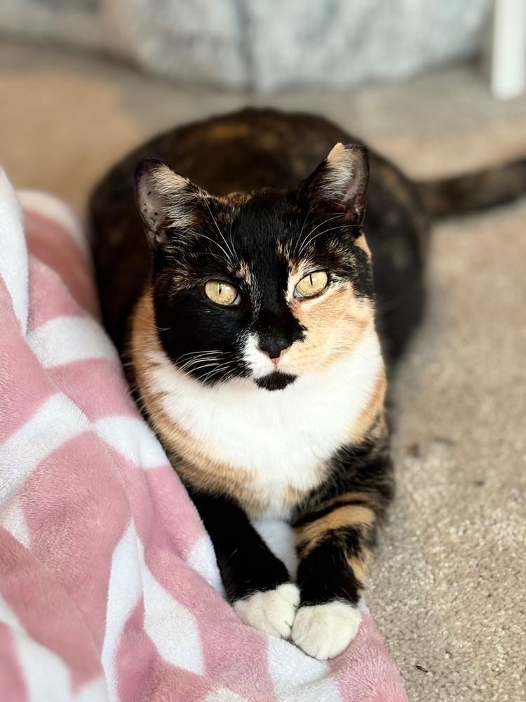 Enlarge Callie Allie Oop, a Adoptable Calico in Cary, NC image 3/5