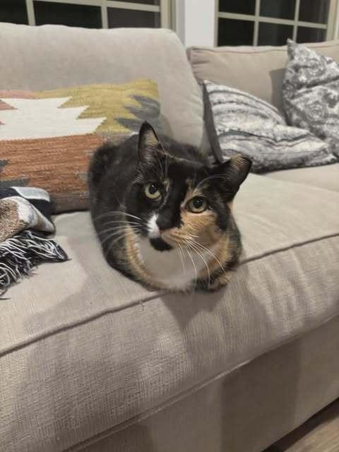 Enlarge Callie Allie Oop, a Adoptable Calico in Cary, NC image 4/5