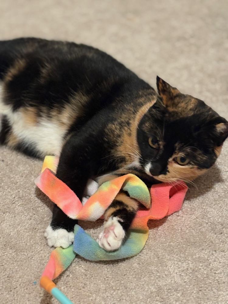 Enlarge Callie Allie Oop, a Adoptable Calico in Cary, NC image 5/5