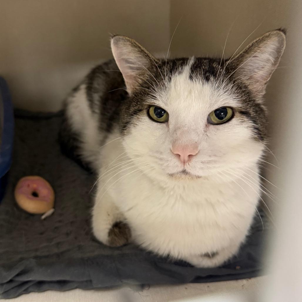 Enlarge Tutu, a Adoptable Domestic Short Hair in Monticello, IA image 2/2