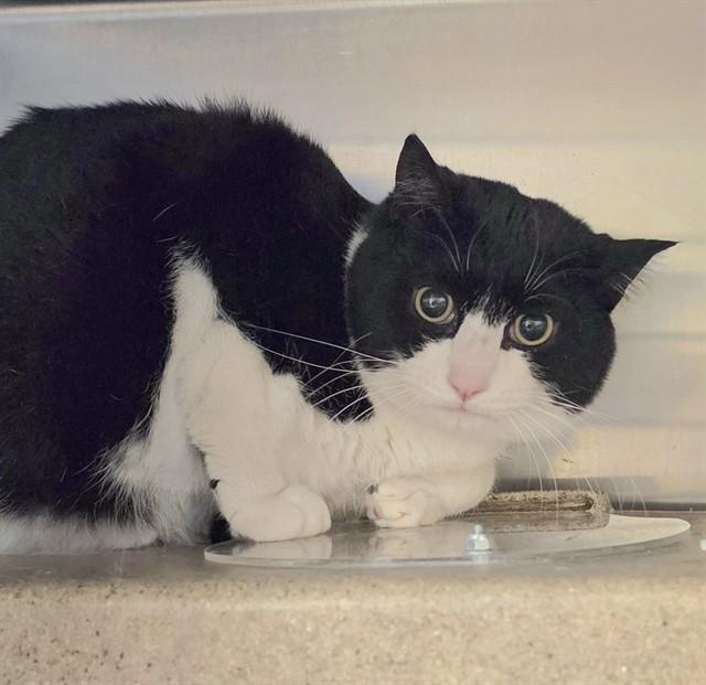 DOUBLE STUFFED, Adoptable, Adult Male Domestic Medium Hair & Domestic Short Hair.