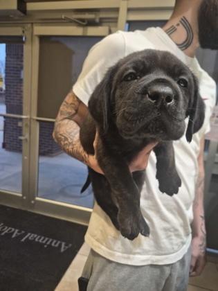 Benito, Adoptable, Puppy Male Mixed Breed & Mixed Breed.