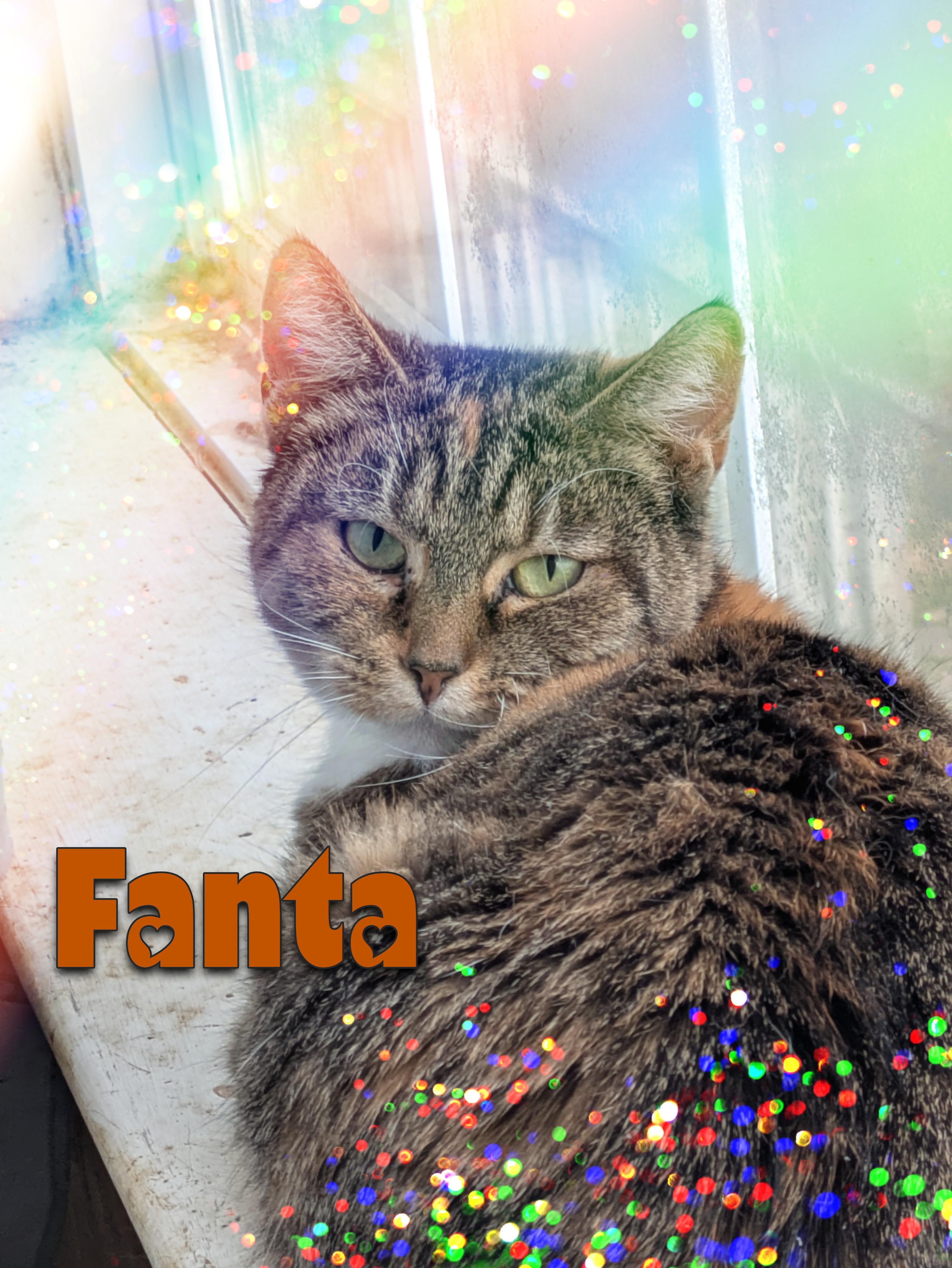 Fanta, ADOPTABLE, Young Female Domestic Short Hair.