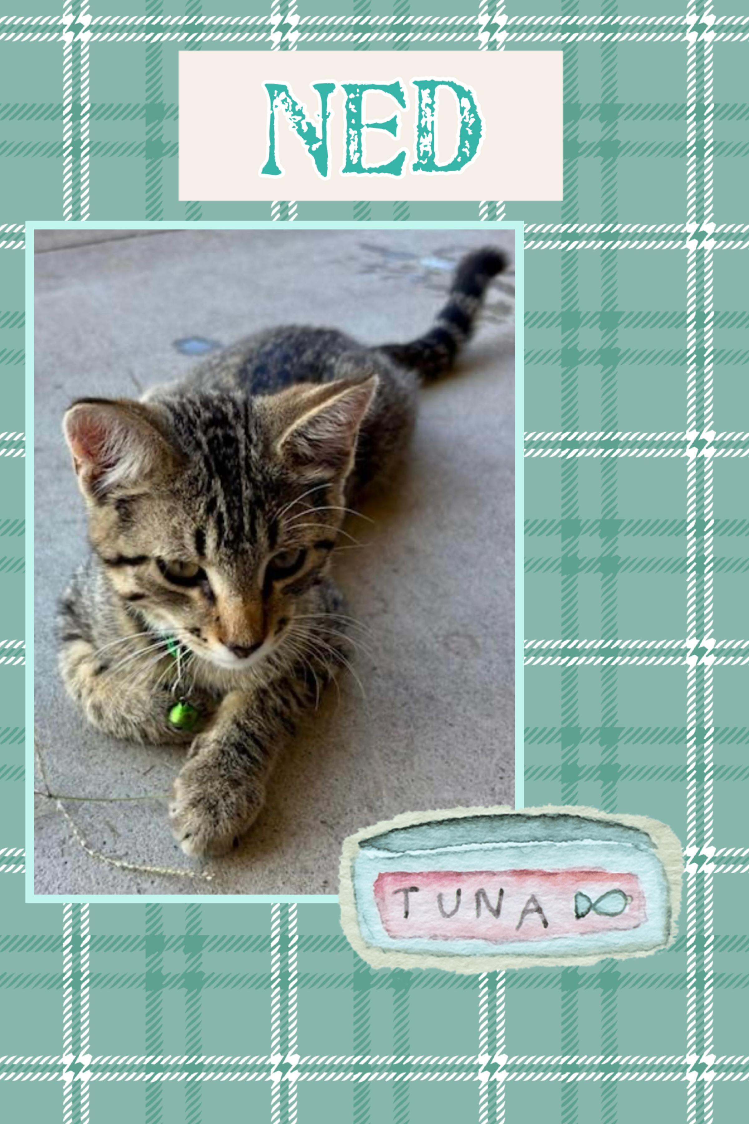 Ned, Young Male Domestic Short Hair