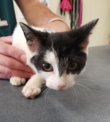 Chichi, Adoptable, Young Female Domestic Short Hair & Domestic Short Hair.