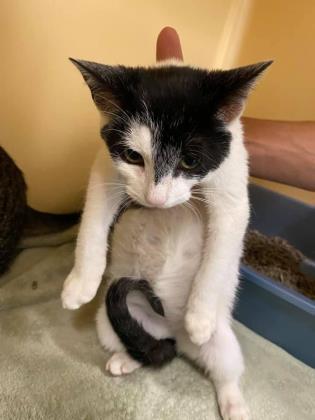 Chichi, a Adoptable Domestic Short Hair in Clarks Summit, PA image 2/3