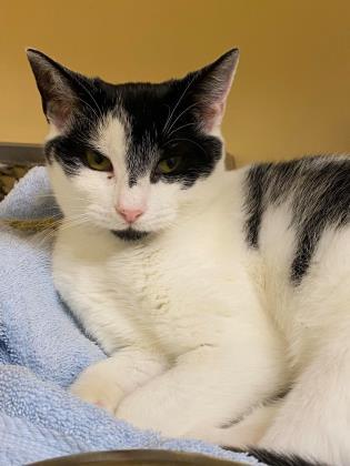 Enlarge Chichi, a Adoptable Domestic Short Hair in Clarks Summit, PA image 2/3