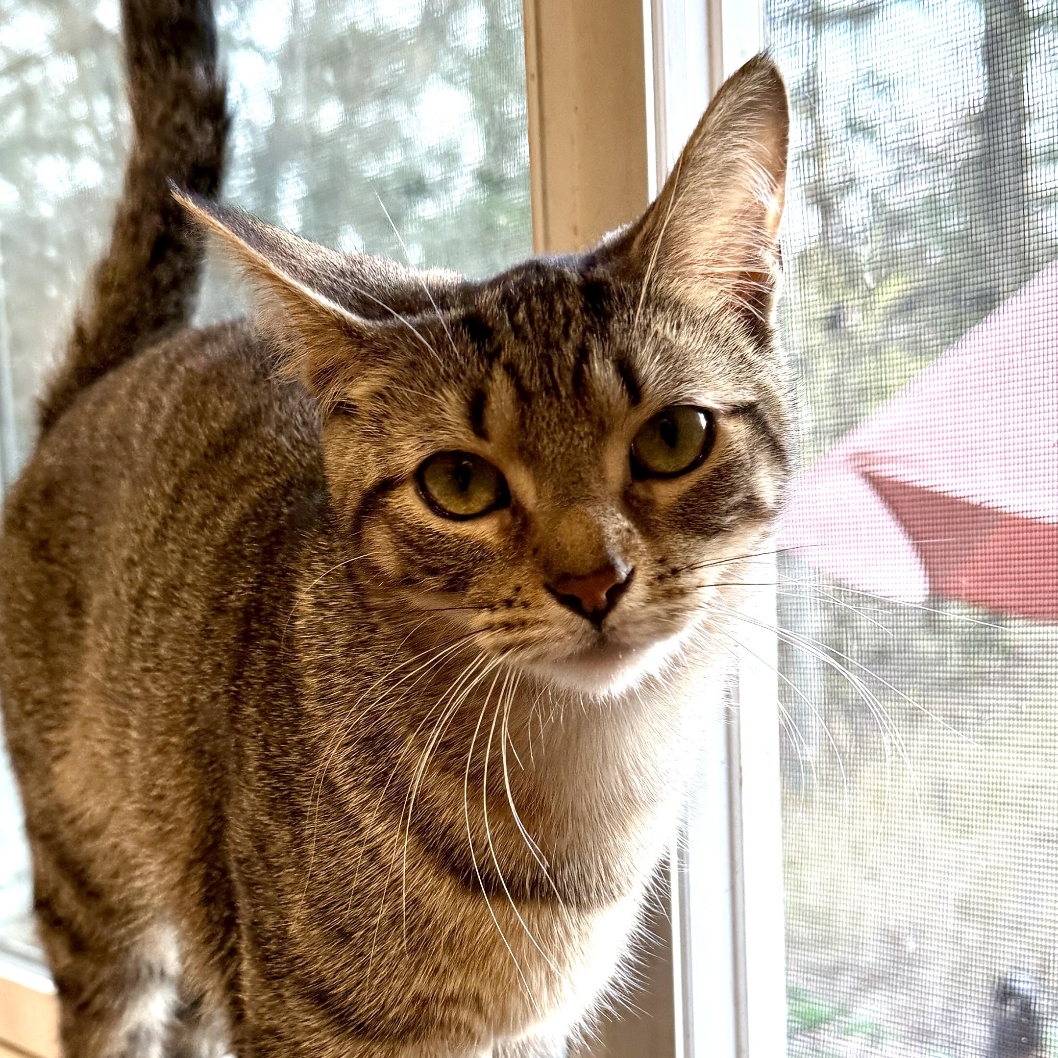 Sprite, a Adoptable Domestic Short Hair in Royal Oak, MI image 1/5