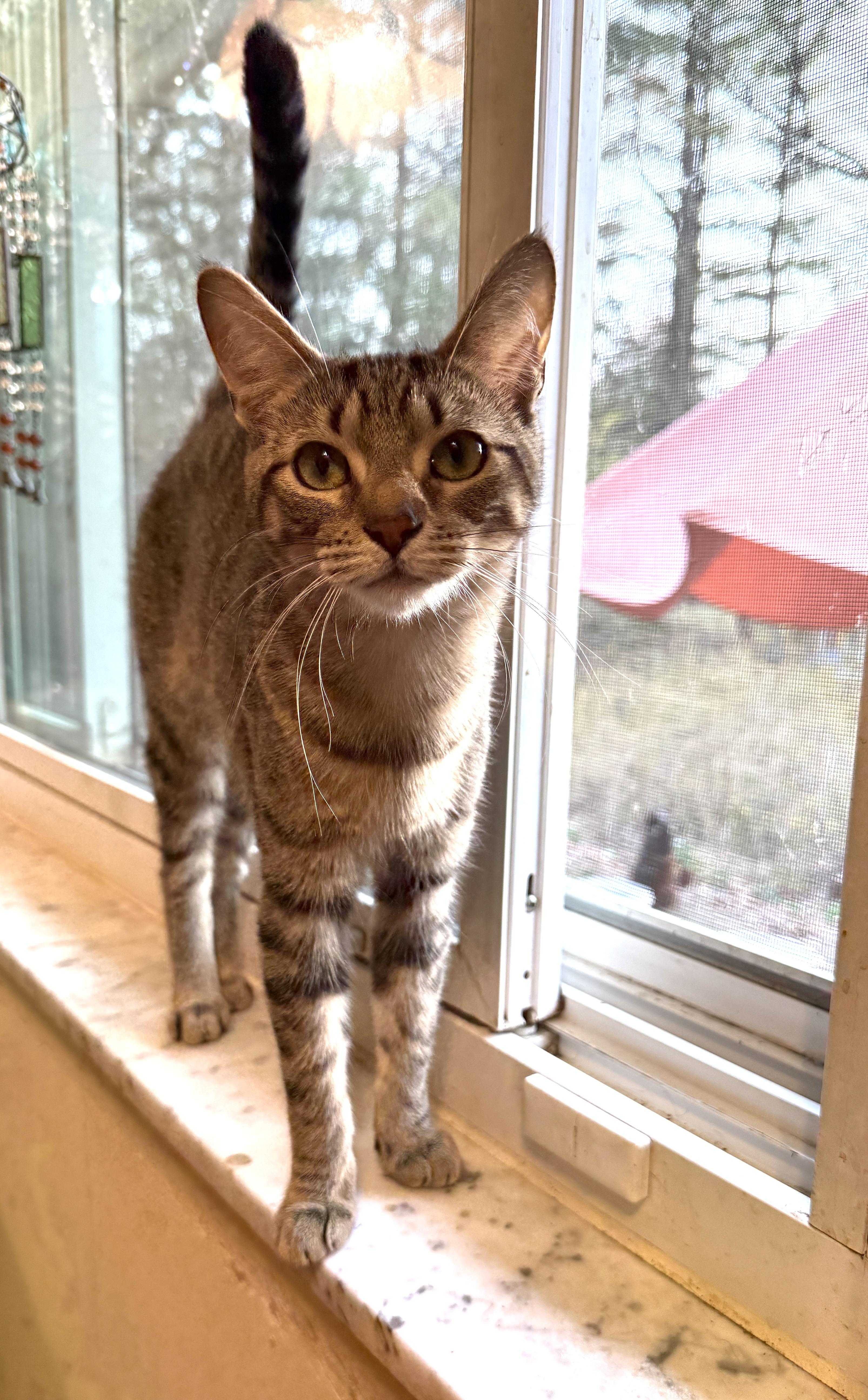 Sprite, a Adoptable Domestic Short Hair in Royal Oak, MI image 2/5