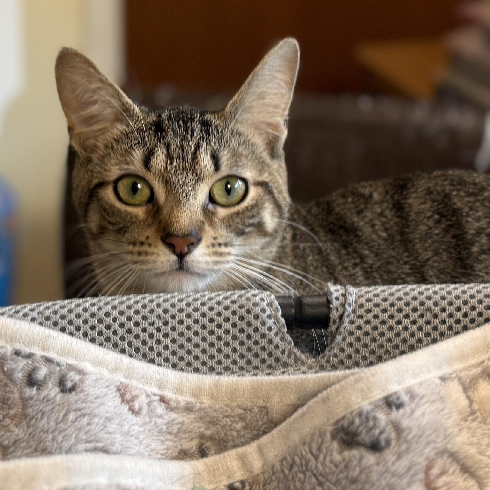 Sprite, a Adoptable Domestic Short Hair in Royal Oak, MI image 3/5