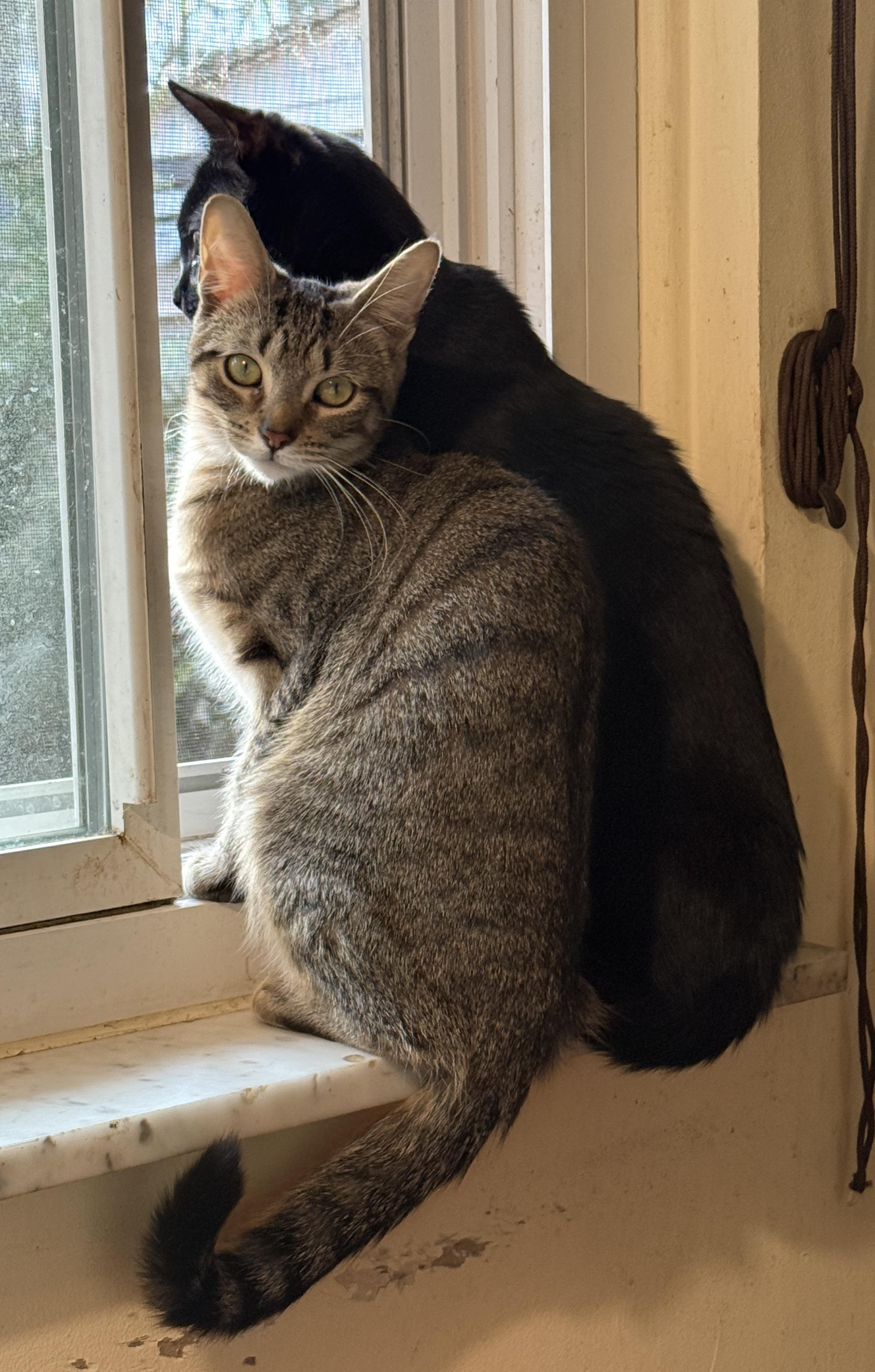 Sprite, a Adoptable Domestic Short Hair in Royal Oak, MI image 4/5