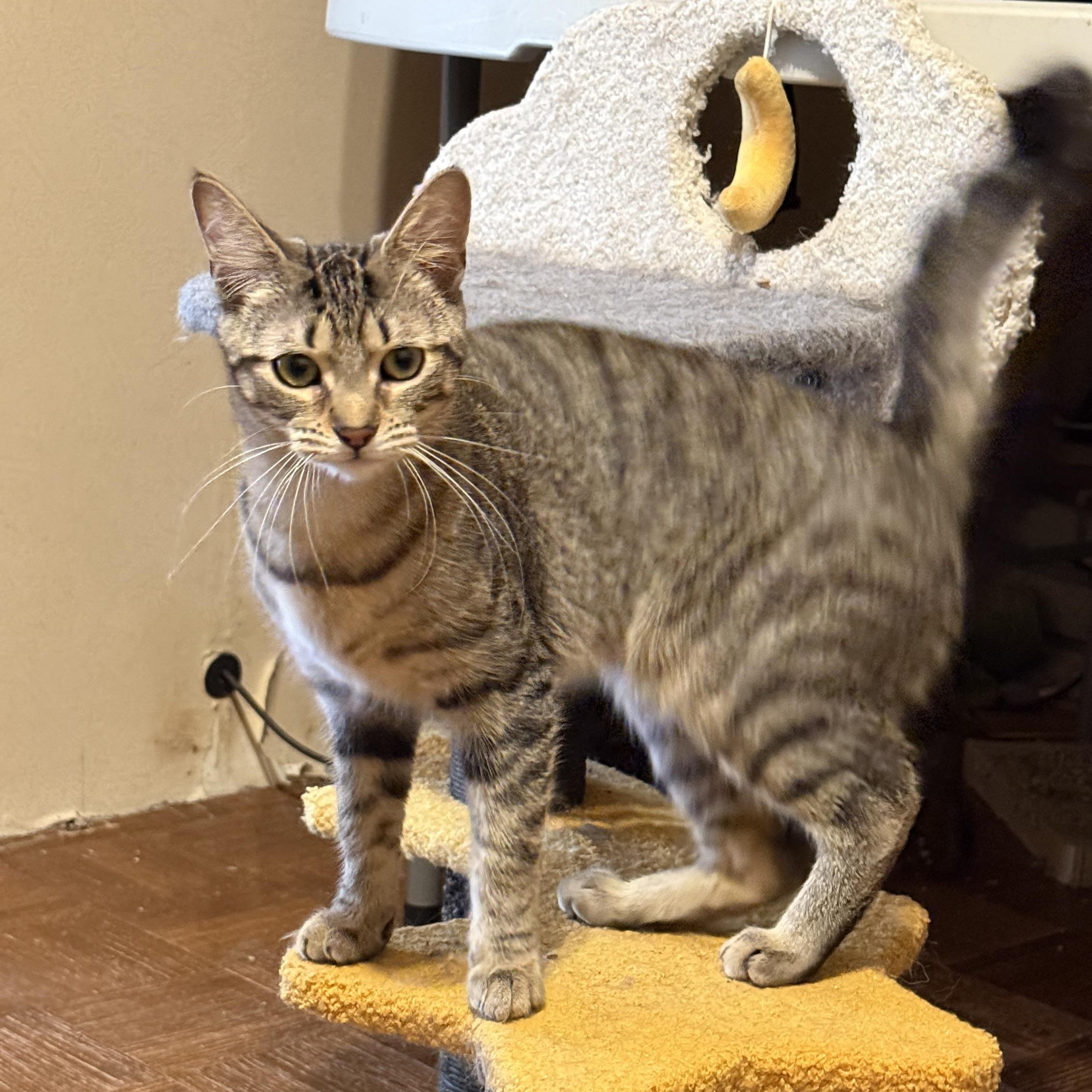 Sprite, a Adoptable Domestic Short Hair in Royal Oak, MI image 5/5
