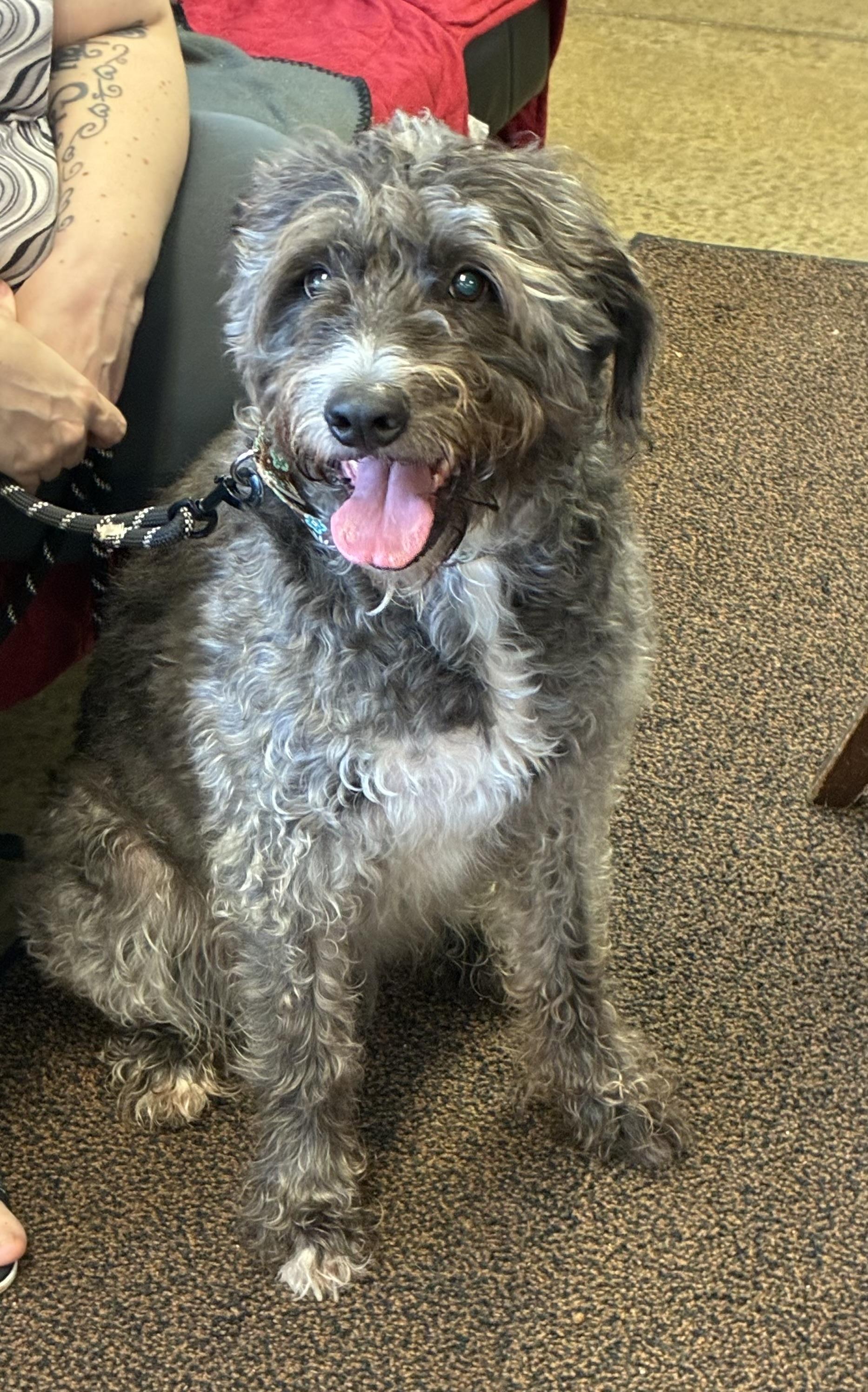 Sadie, Adopted, Adult Female Poodle.