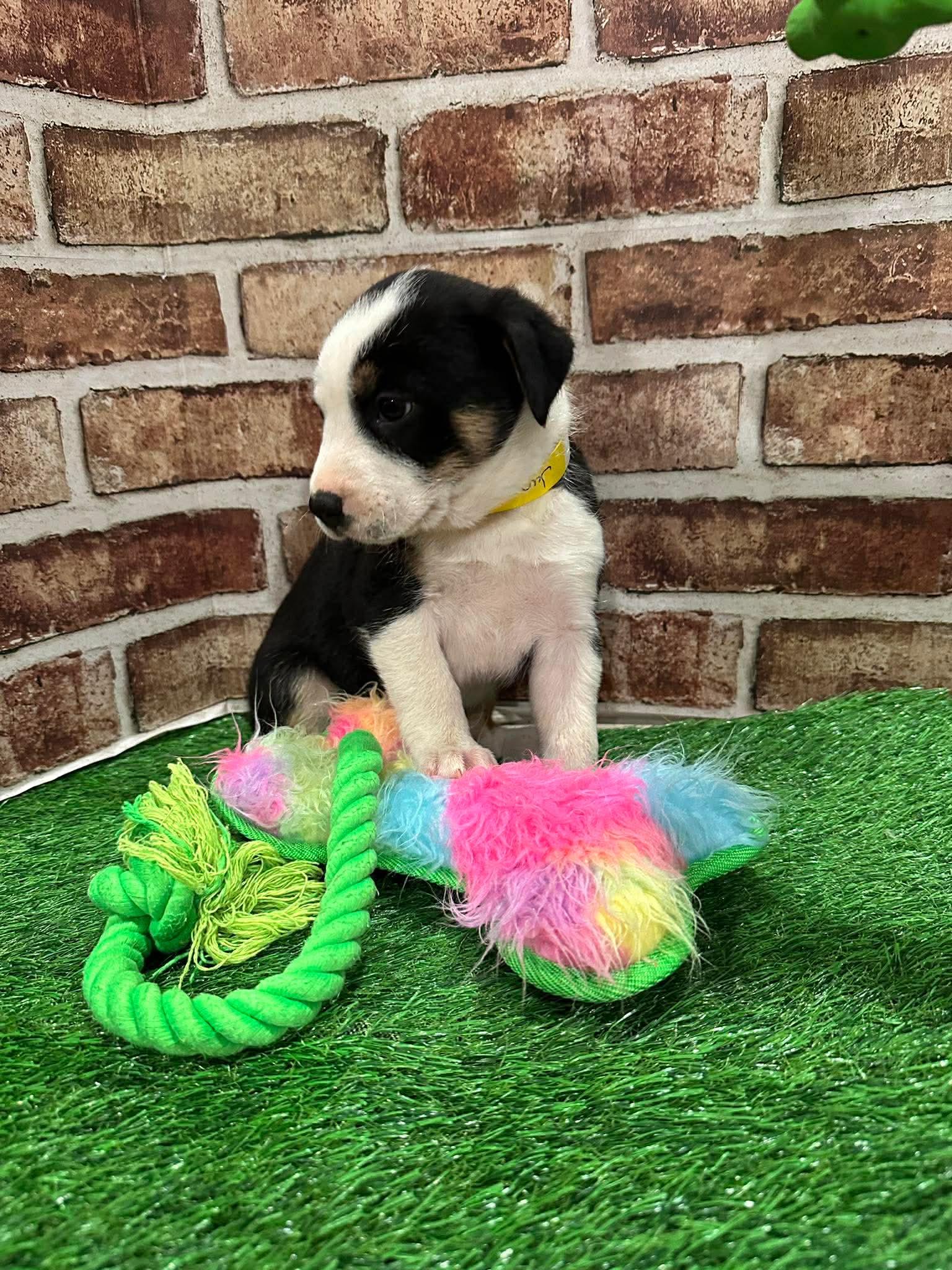 Juno EG in MS, Adoptable, Puppy Female Labrador Retriever.