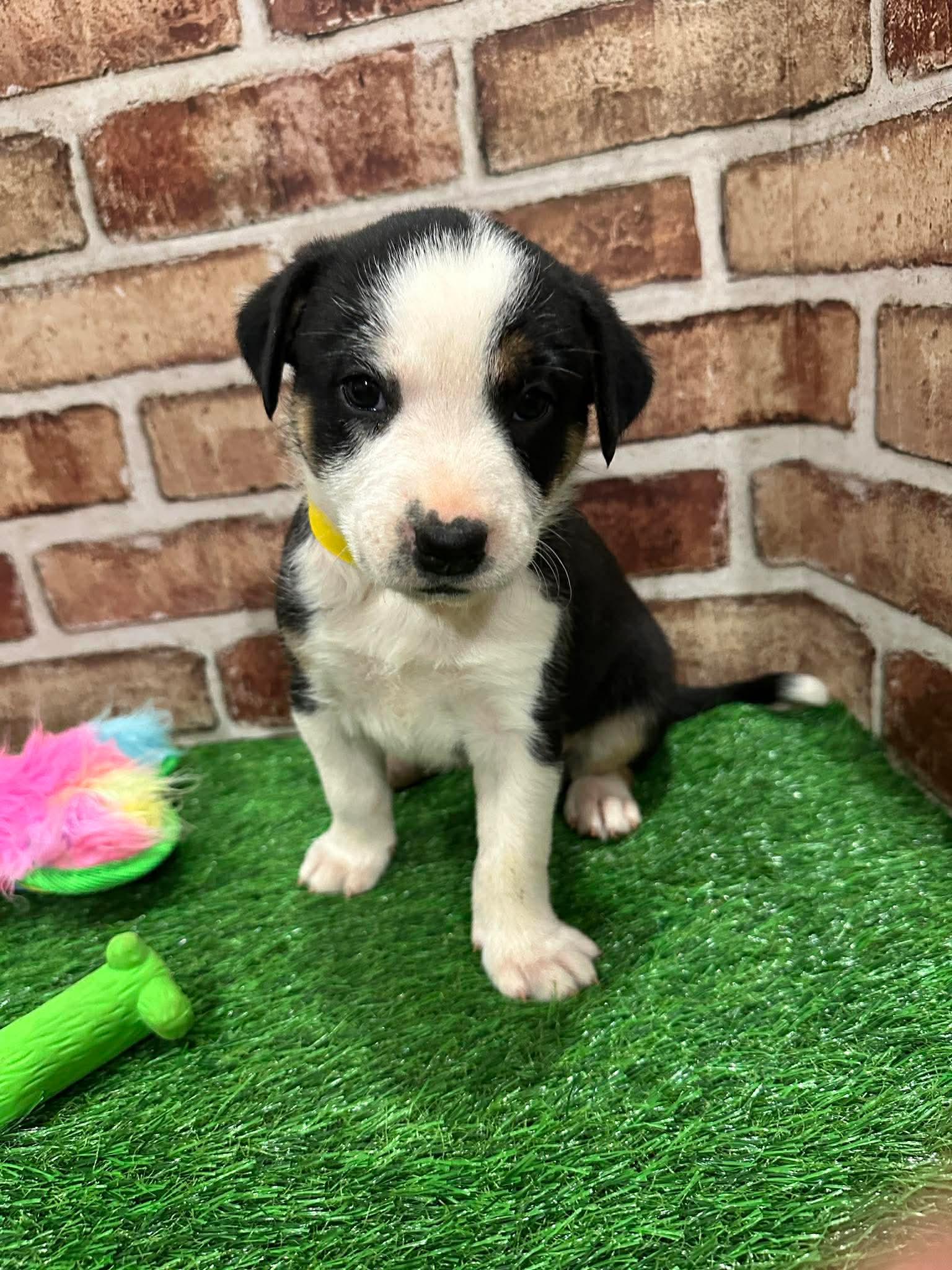 Enlarge Juno EG in MS, a Adoptable Labrador Retriever in Warwick, RI image 2/3