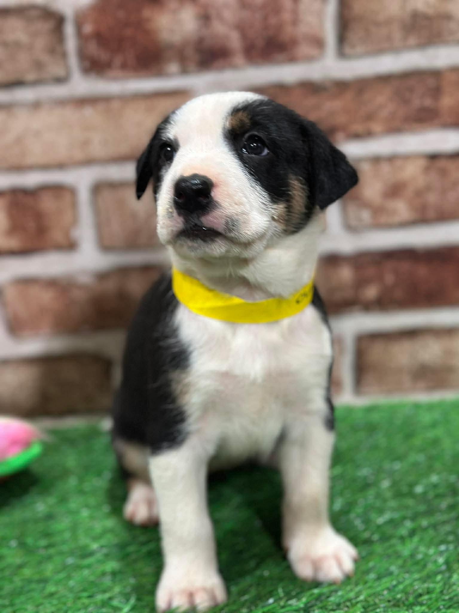 Enlarge Juno EG in MS, a Adoptable Labrador Retriever in Warwick, RI image 3/3