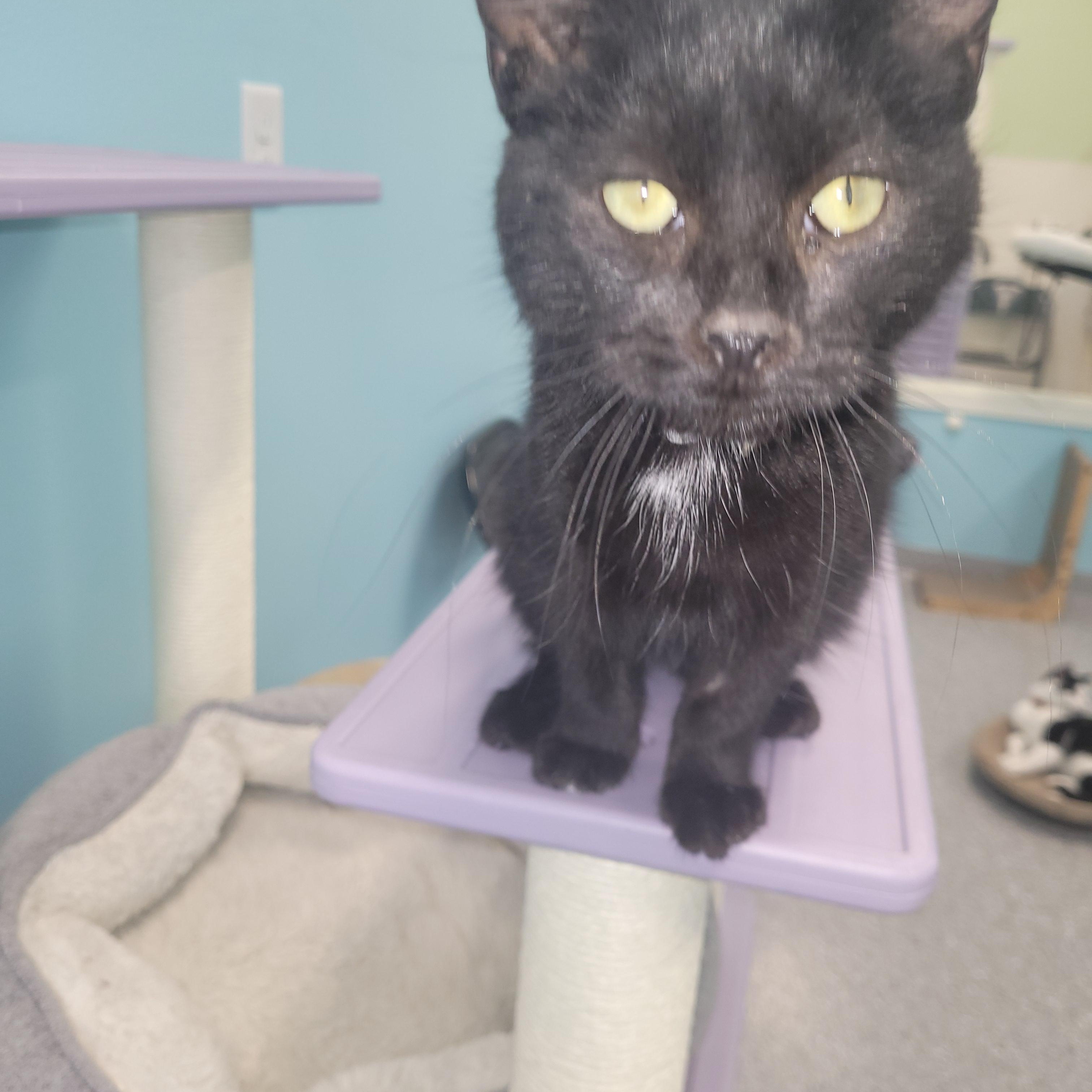 Enlarge Christmas, an adopted Tuxedo in Morris, MN image 3/3