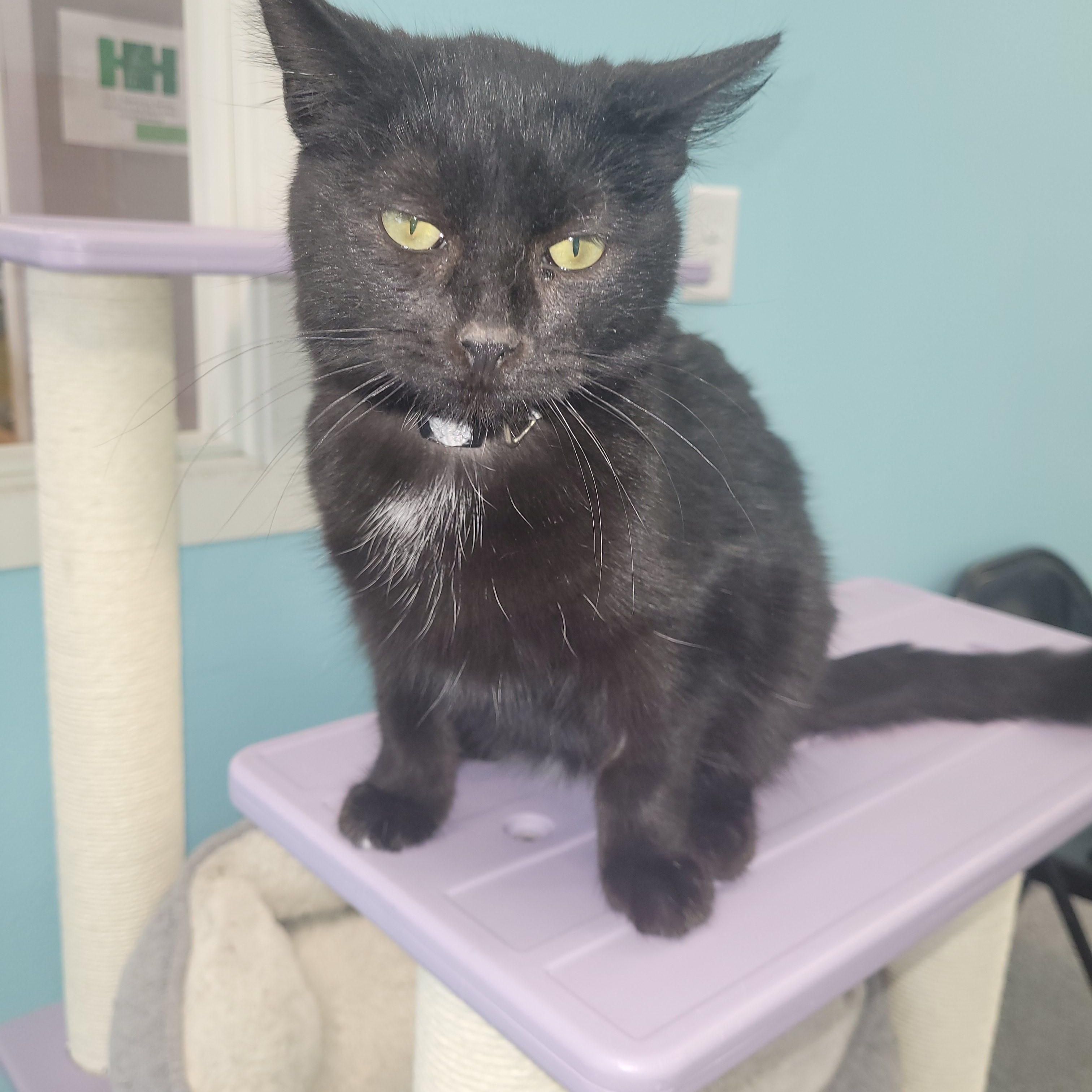Christmas, ADOPTABLE, Young Female Tuxedo.