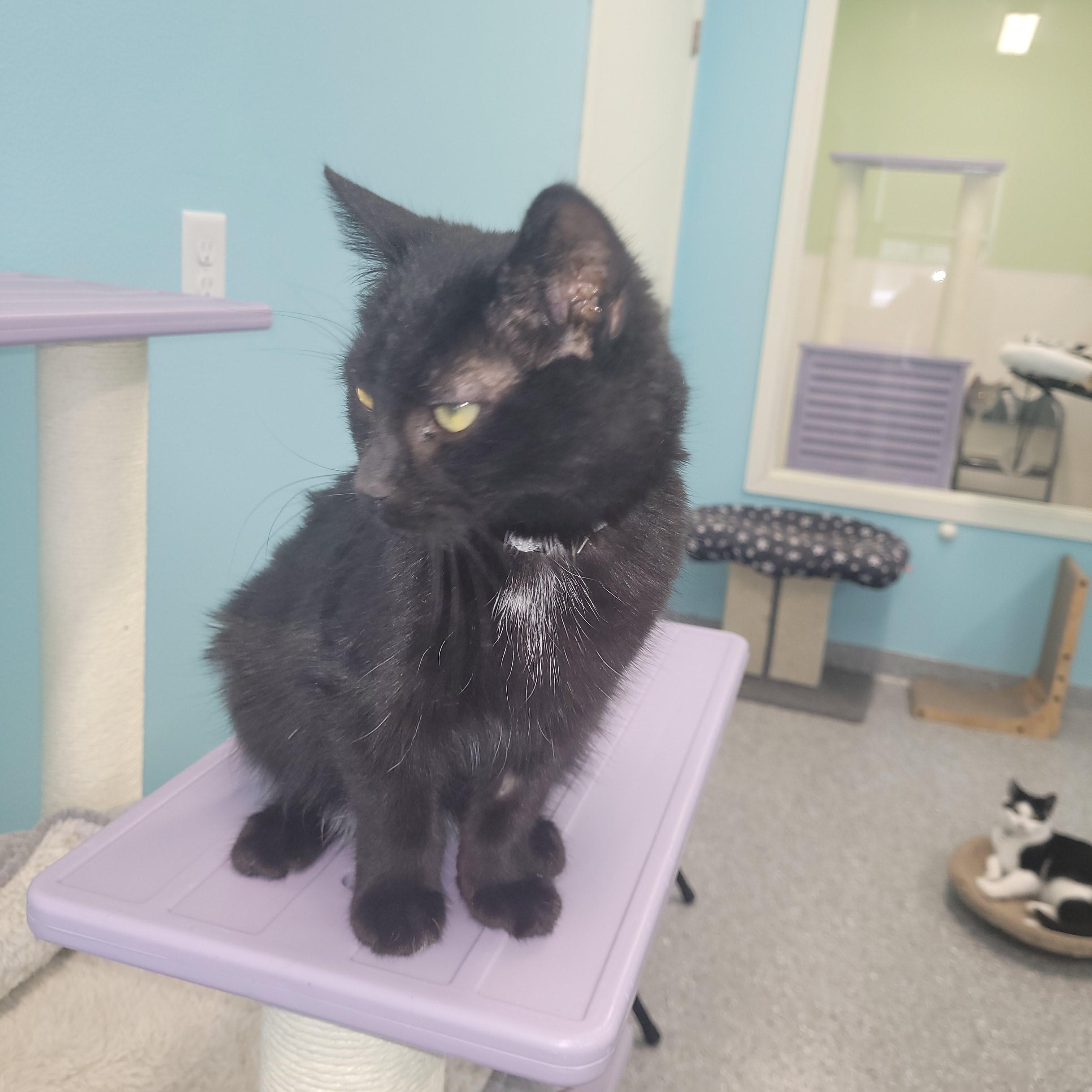 Enlarge Christmas, an adopted Tuxedo in Morris, MN image 2/3