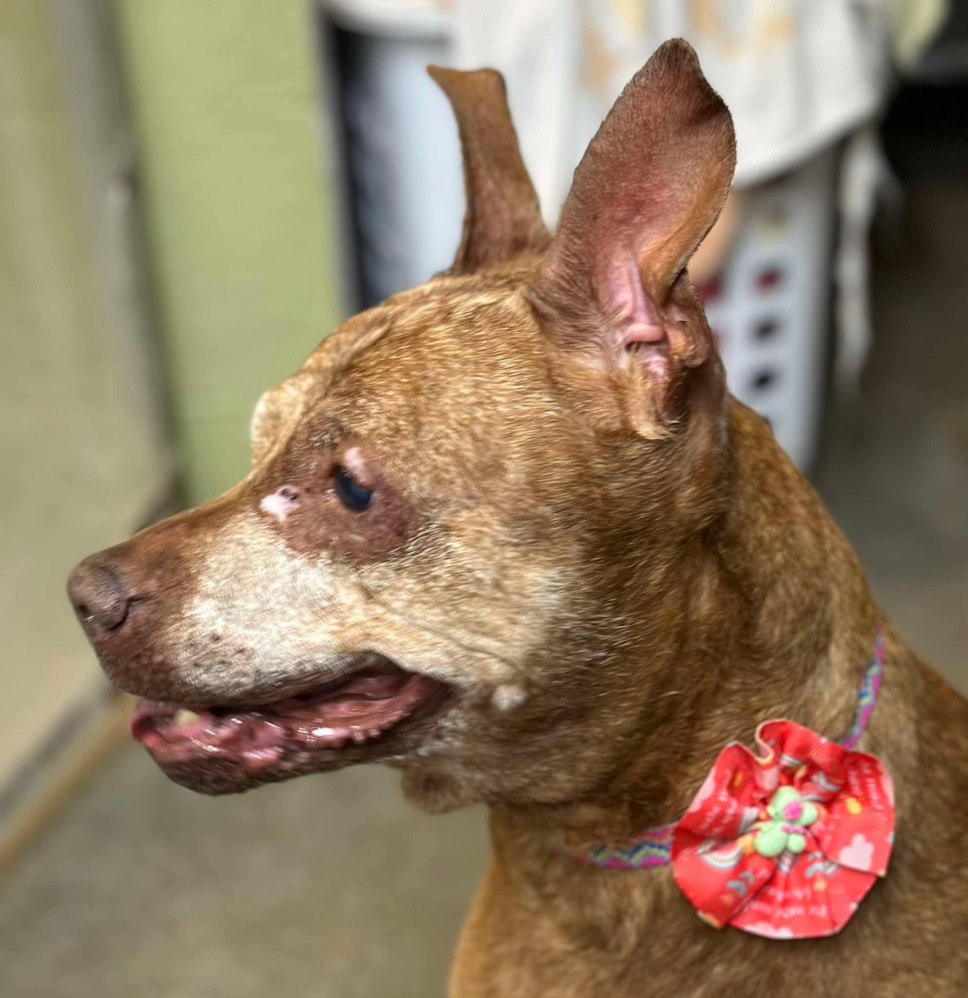 Enlarge Ivy, a Adoptable mixed breed in Stahlstown, PA image 1/4