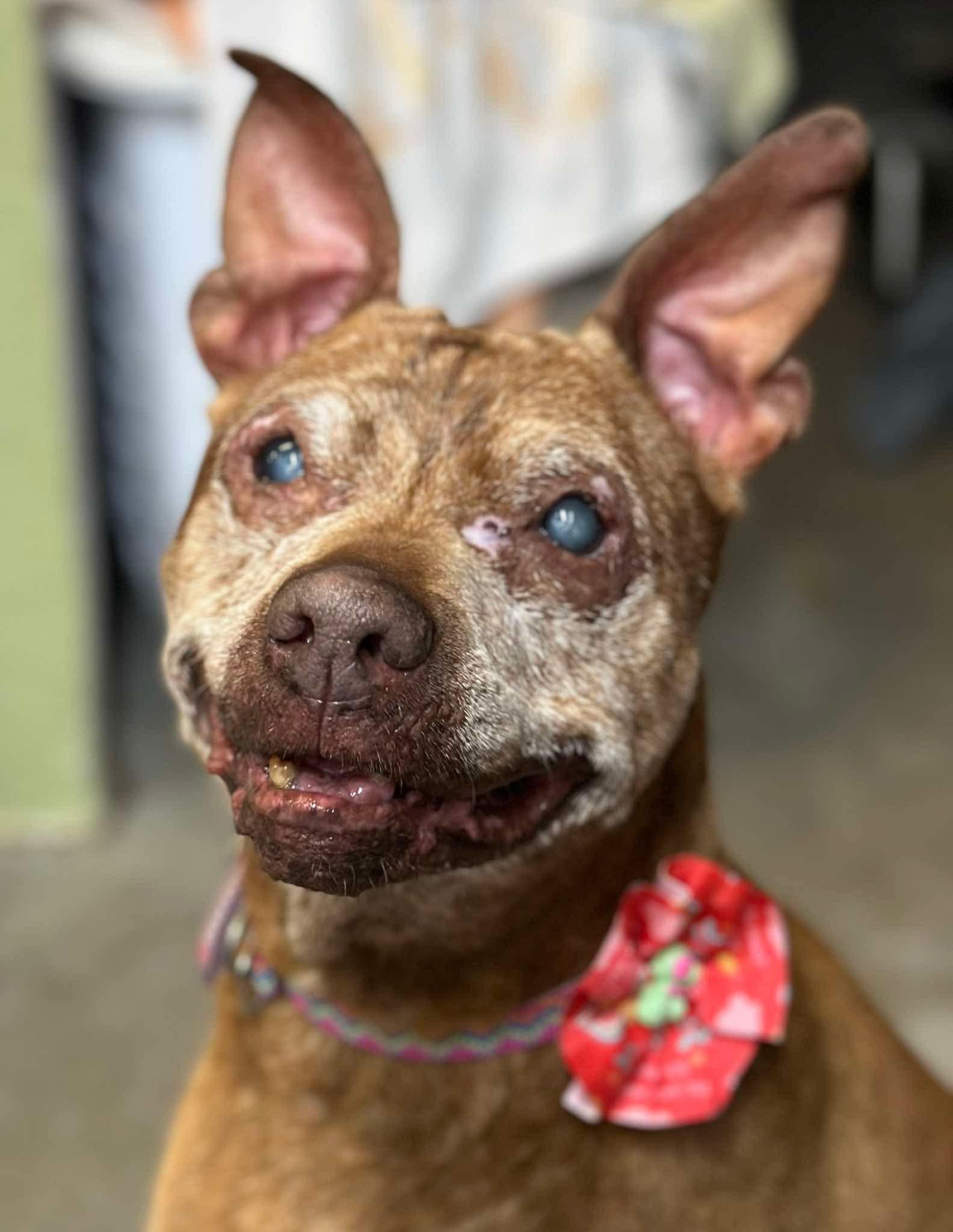 Enlarge Ivy, a Adoptable mixed breed in Stahlstown, PA image 3/4