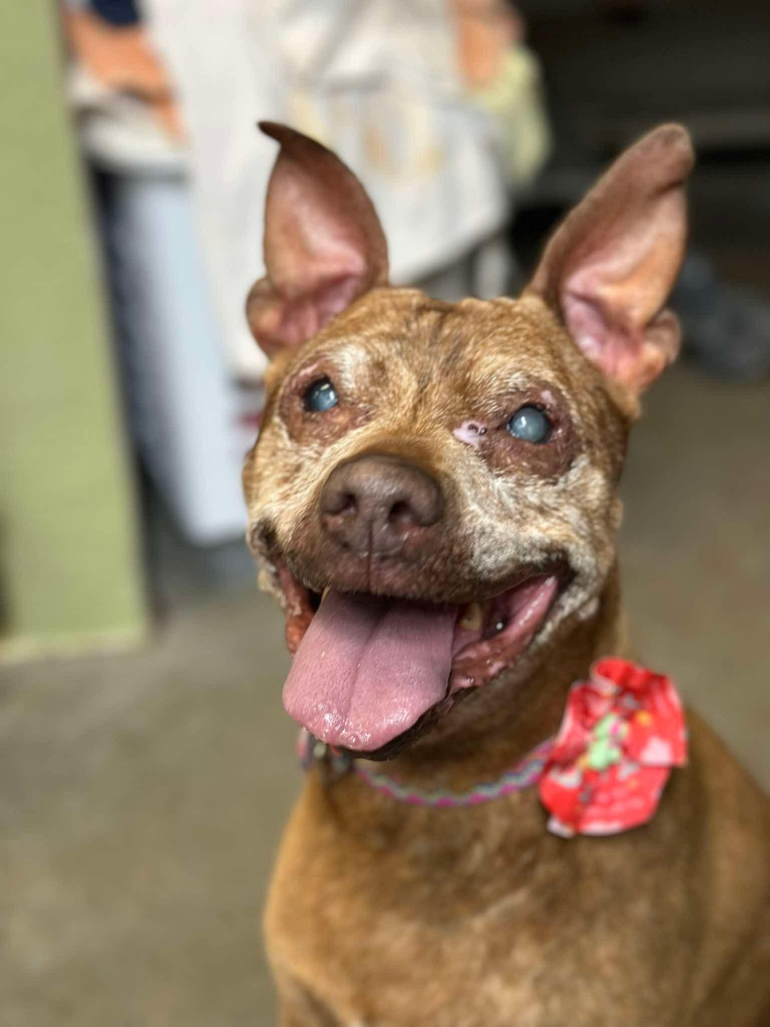 Enlarge Ivy, a Adoptable mixed breed in Stahlstown, PA image 4/4