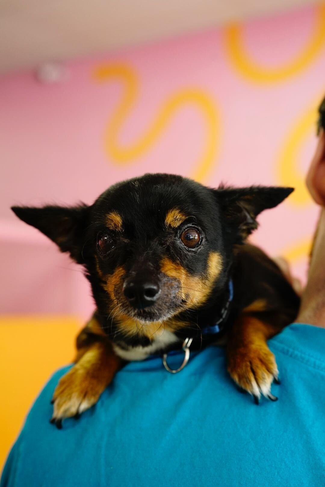 Hilda, a Adoptable mixed breed in Pasadena, CA image 6/6