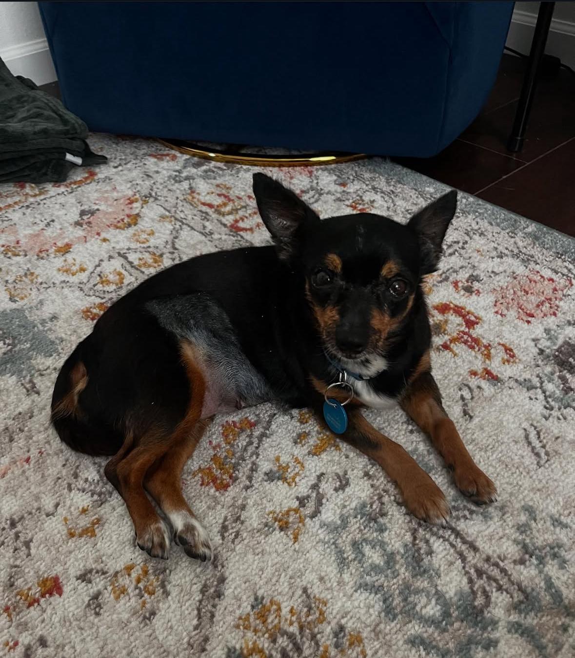 Hilda, a Adoptable mixed breed in Pasadena, CA image 3/6