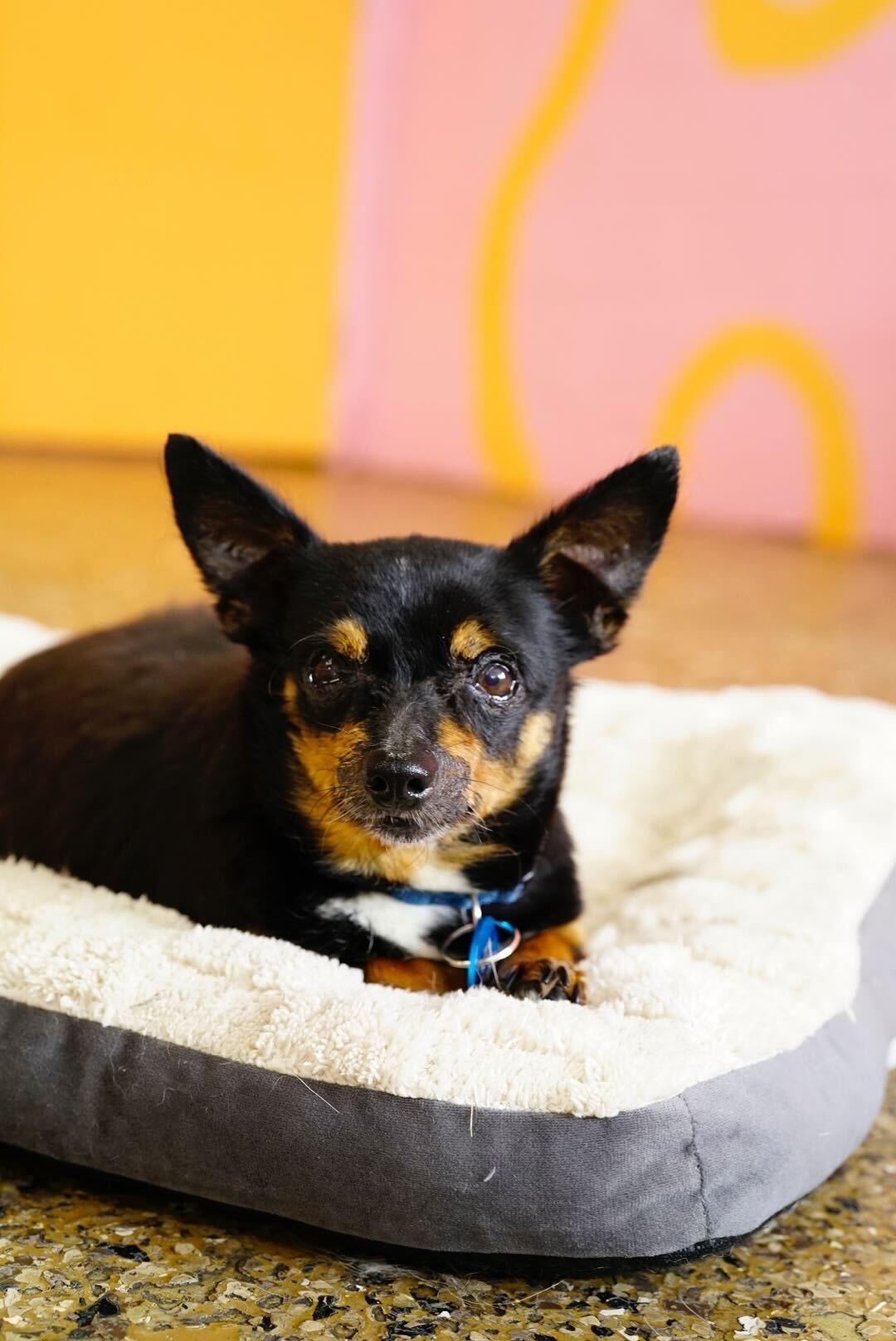 Hilda, a Adoptable mixed breed in Pasadena, CA image 4/6