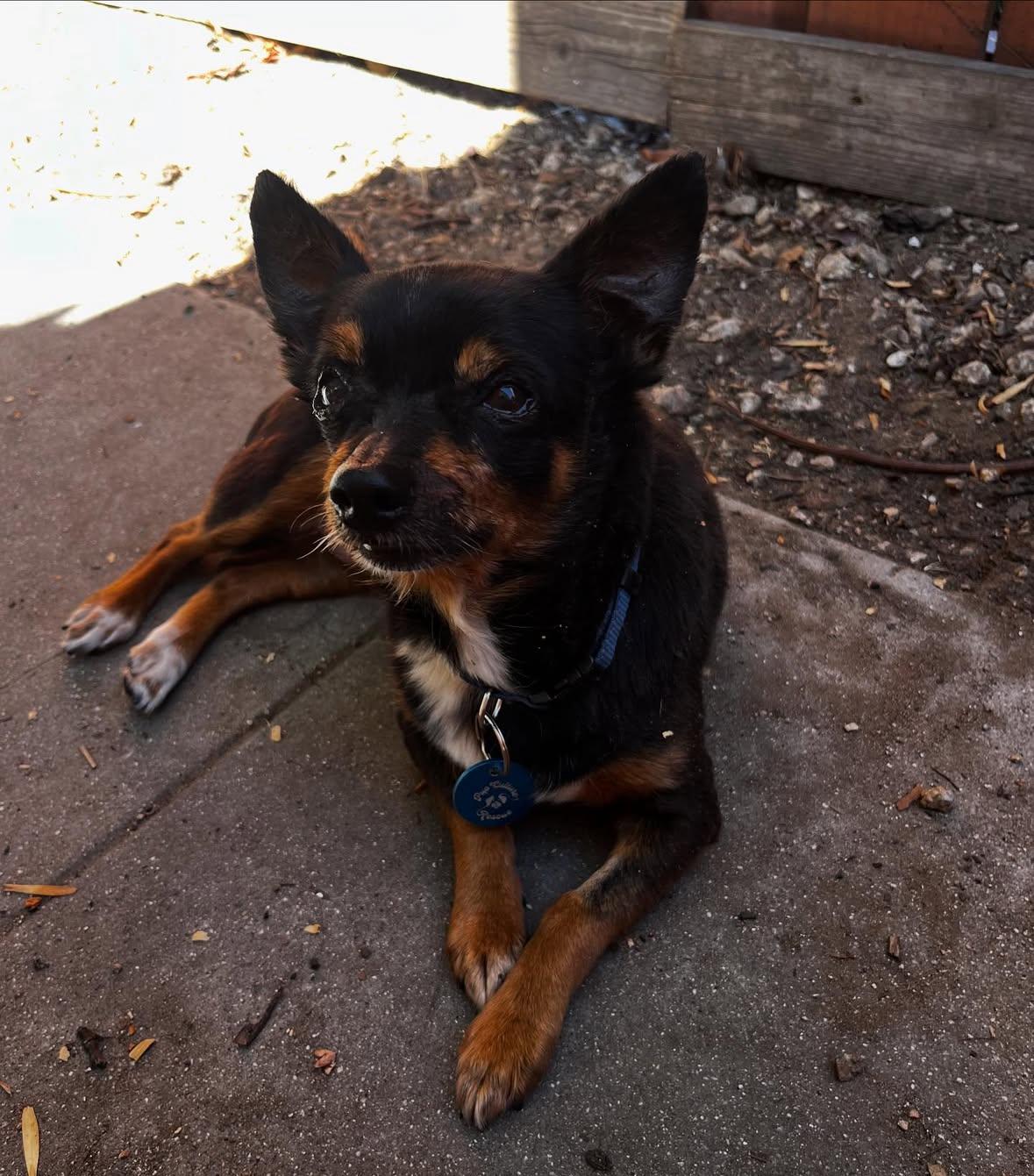 Hilda, a Adoptable mixed breed in Pasadena, CA image 5/6