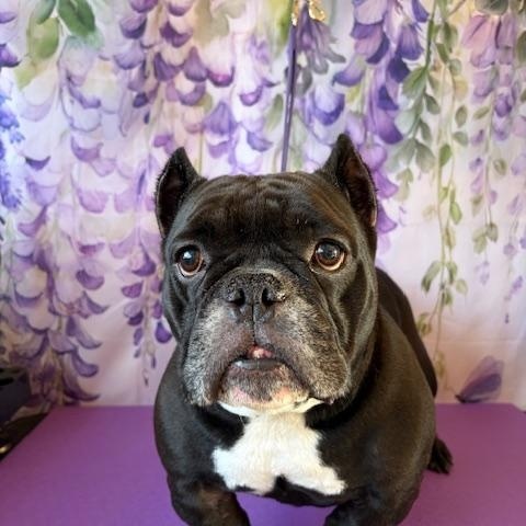 Enlarge Momma, a ADOPTABLE mixed breed in Melbourne, FL image 2/4