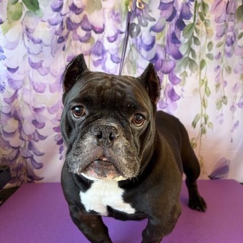 Enlarge Momma, a ADOPTABLE mixed breed in Melbourne, FL image 1/4
