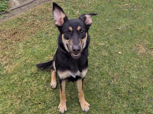 NALA, a Adoptable German Shepherd Dog in San Clemente, CA image 1/2