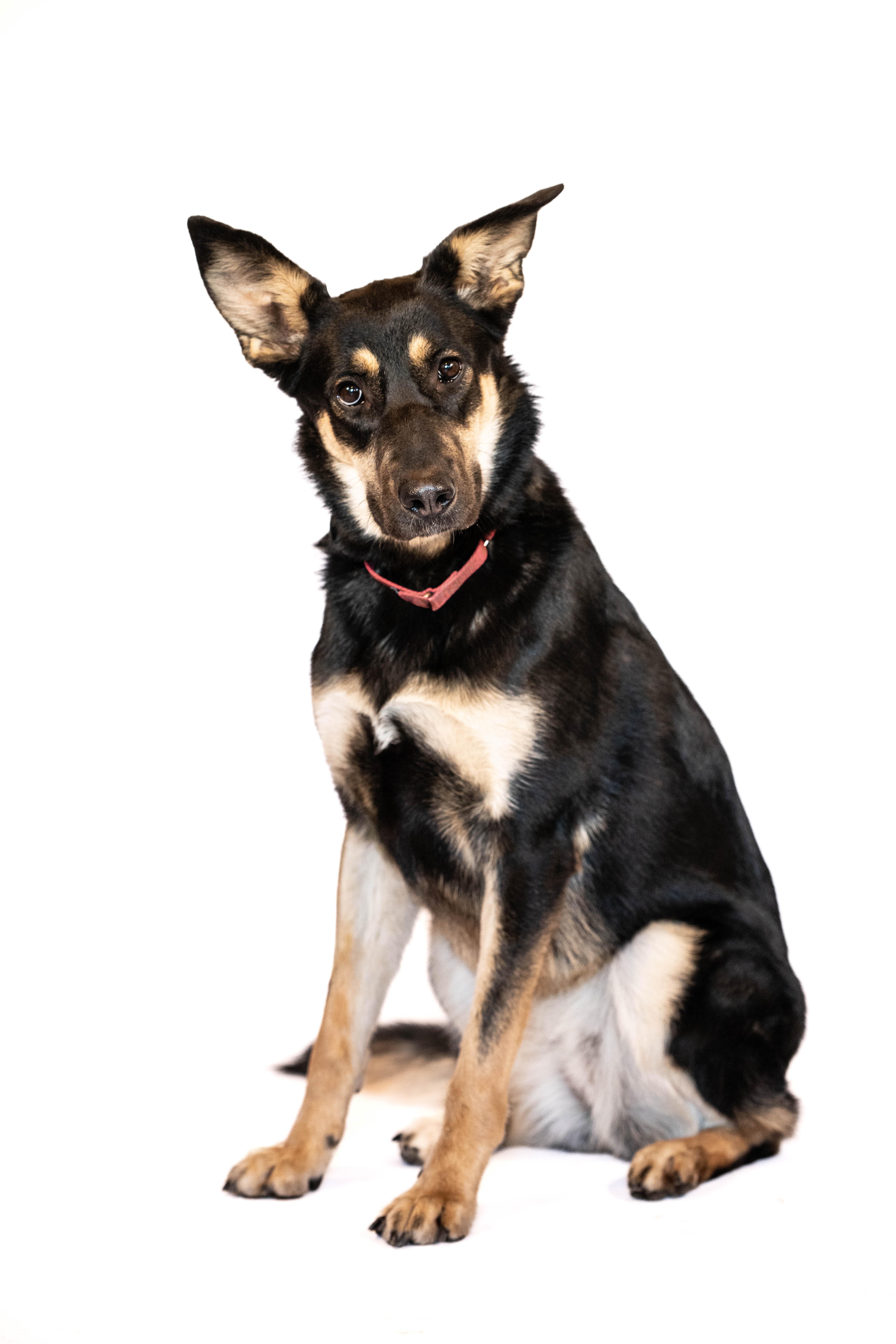 NALA, a Adoptable German Shepherd Dog in San Clemente, CA image 2/2