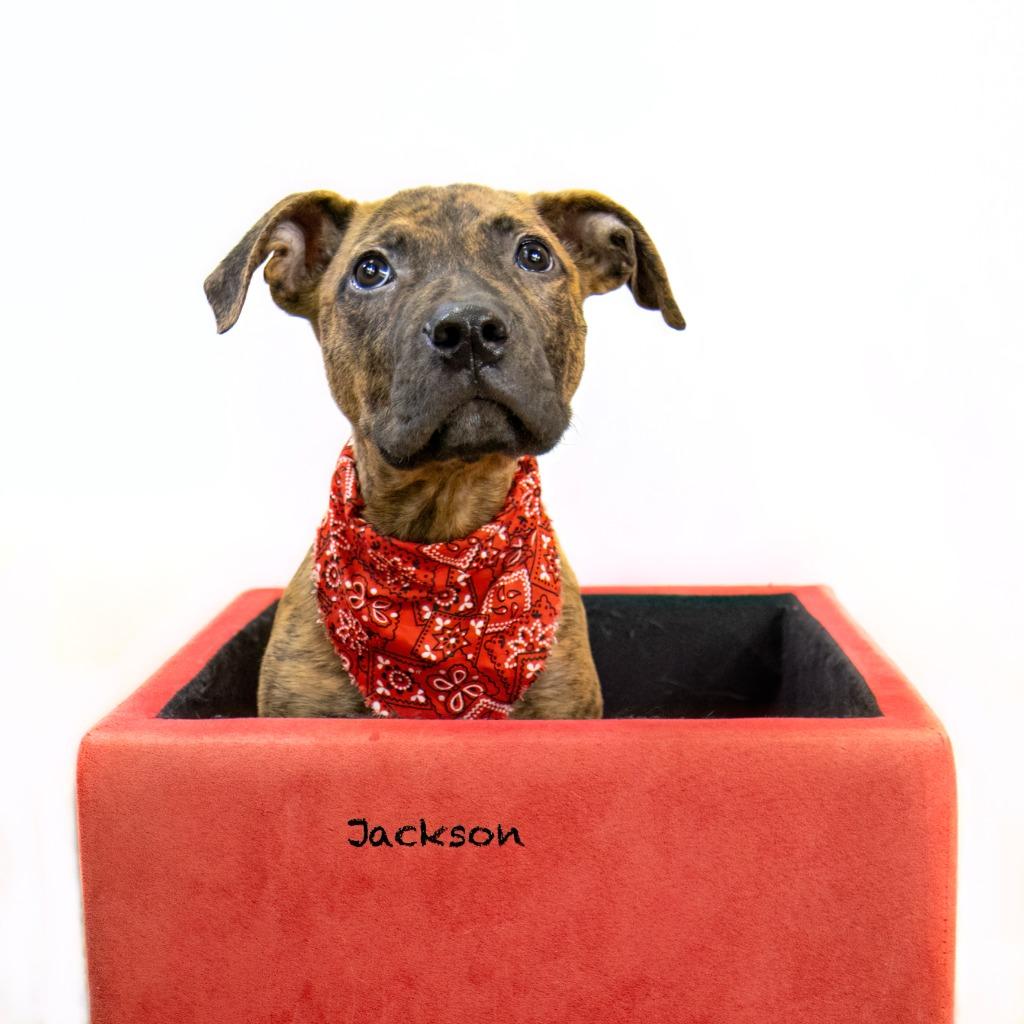Jackson, a Adoptable mixed breed in Hot Springs Village, AR image 1/3