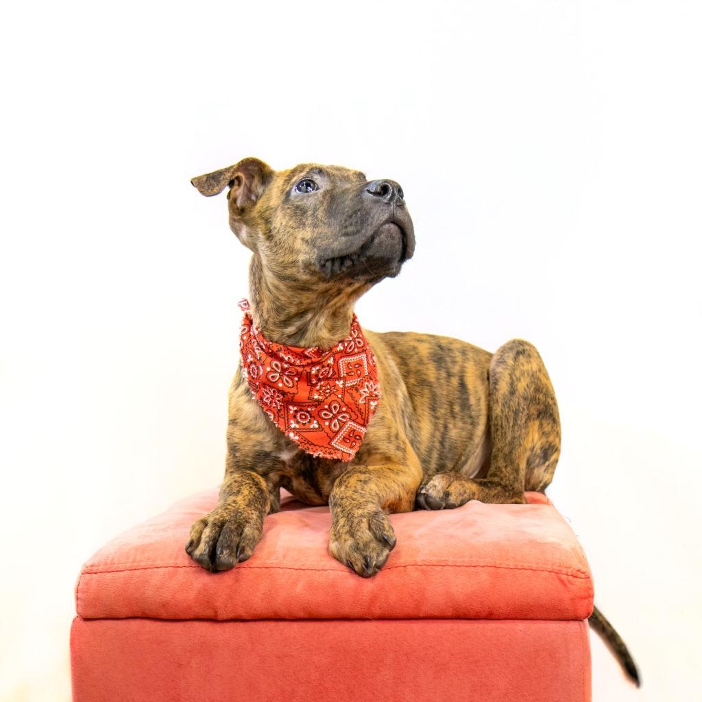 Jackson, a Adoptable mixed breed in Hot Springs Village, AR image 1/3