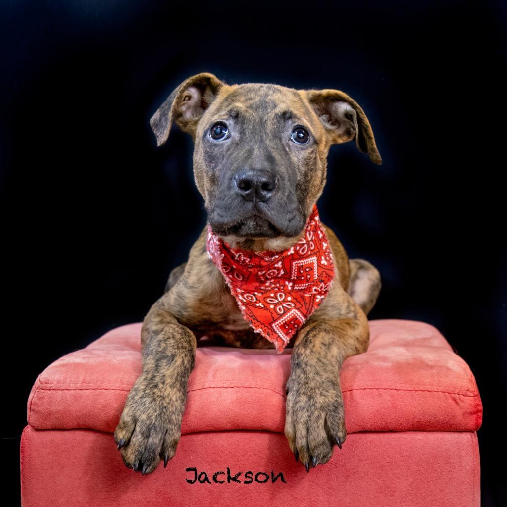 Jackson, a Adoptable mixed breed in Hot Springs Village, AR image 2/3