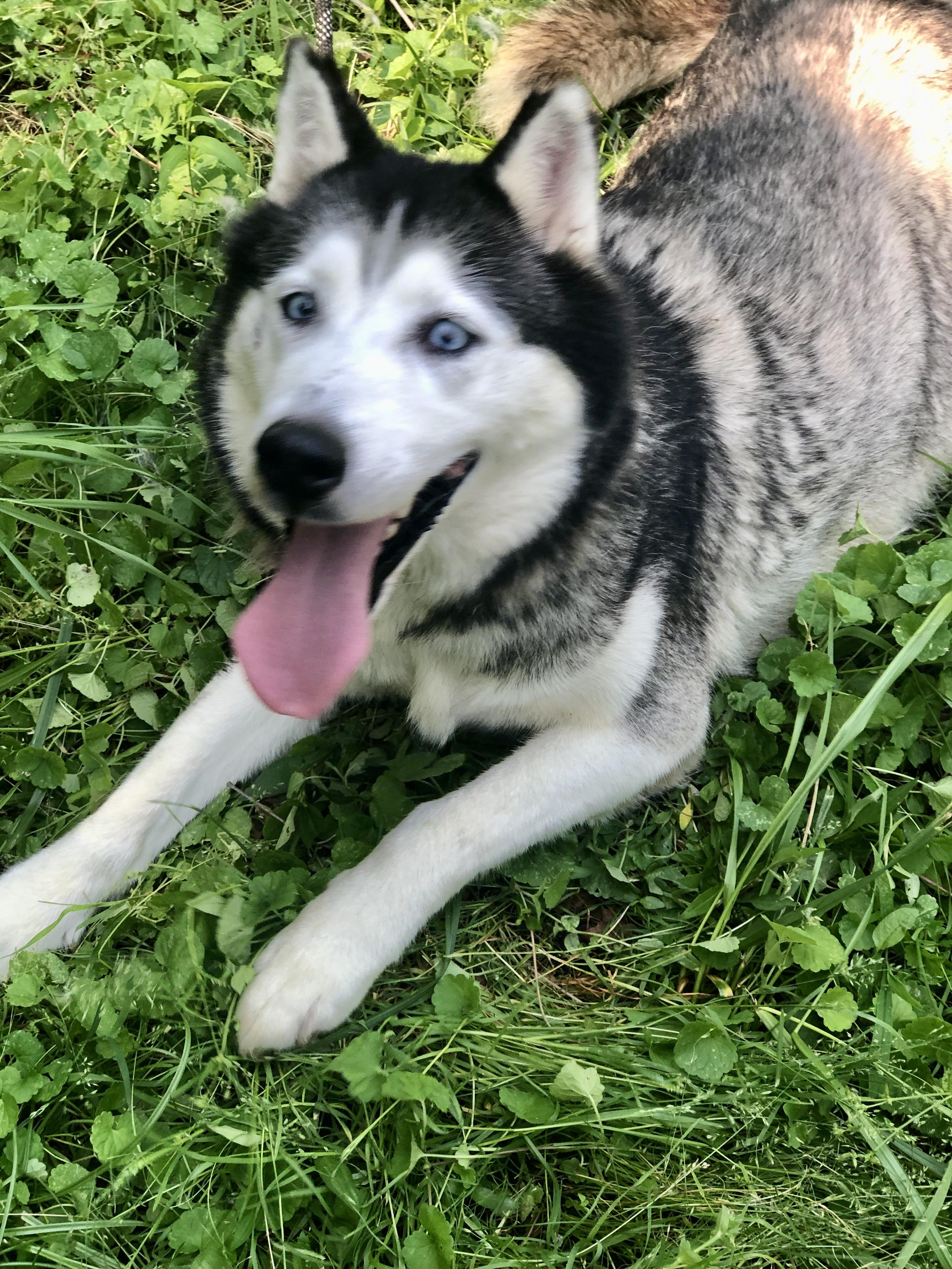 Enlarge Starling and Silver, a Adoptable Siberian Husky in Petersburg, VA image 5/6