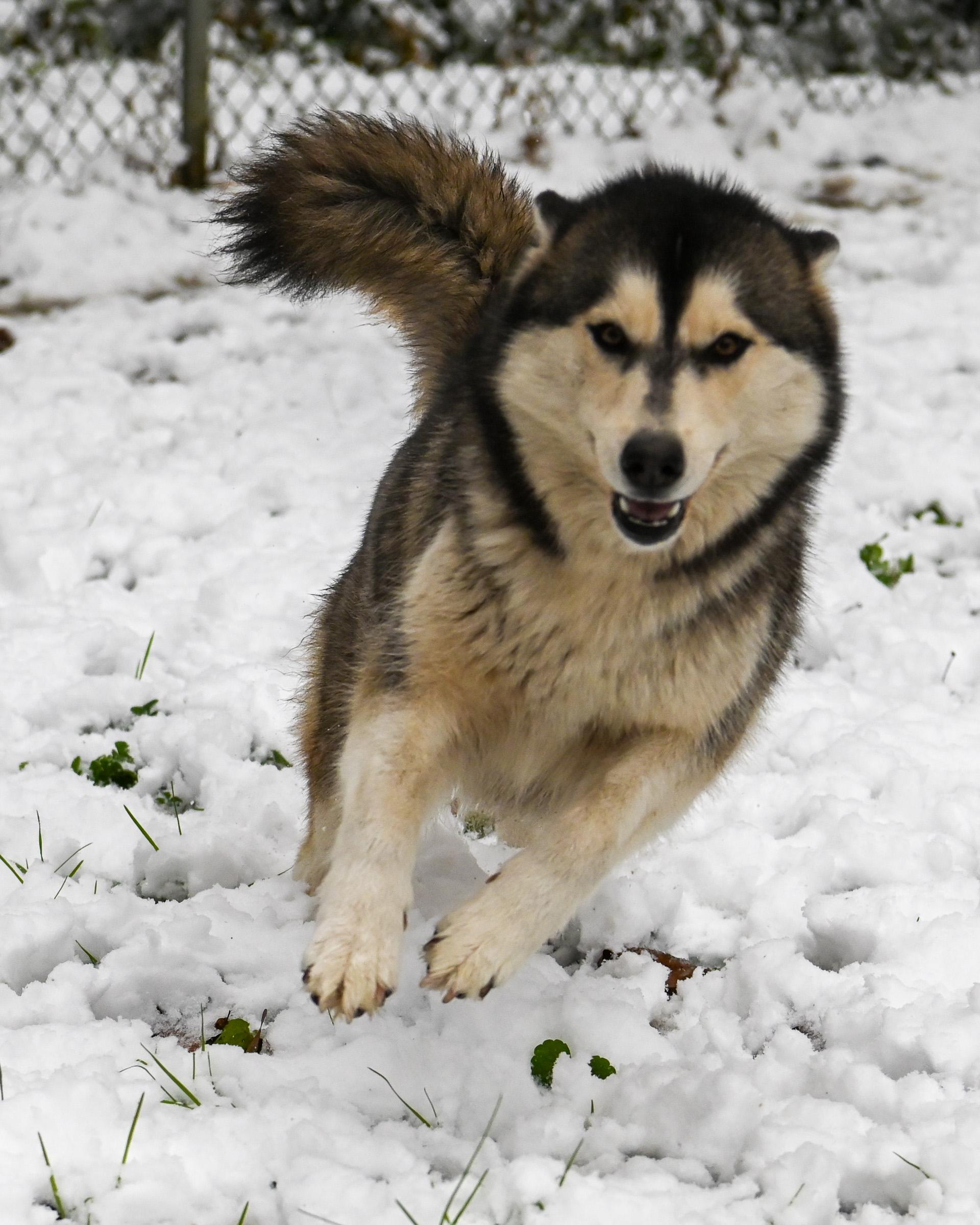 Enlarge Starling and Silver, a Adoptable Siberian Husky in Petersburg, VA image 1/6