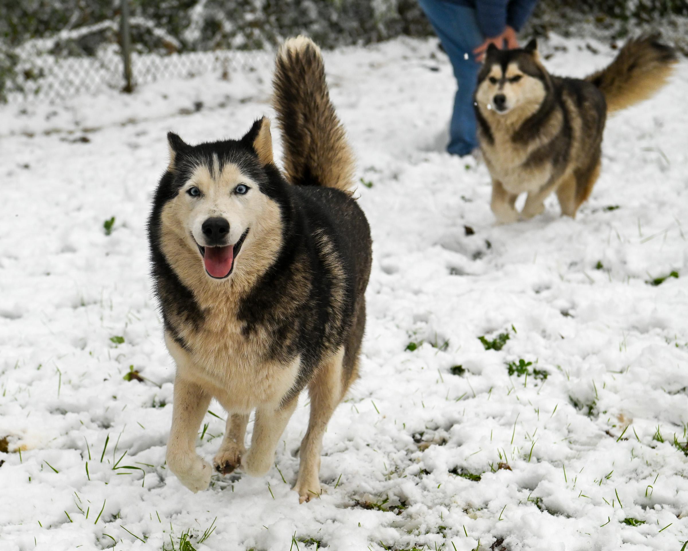 Enlarge Starling and Silver, a Adoptable Siberian Husky in Petersburg, VA image 2/6
