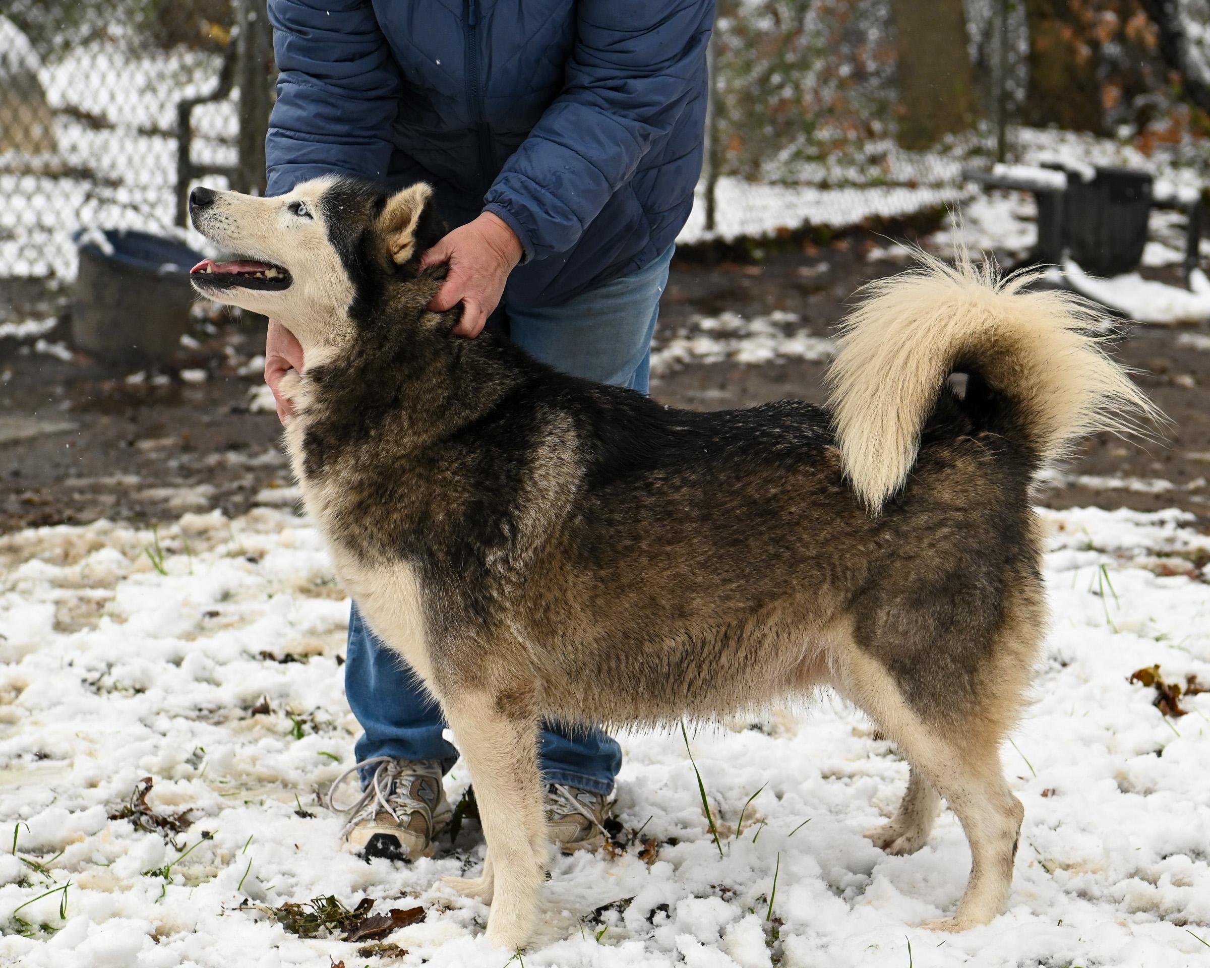 Enlarge Starling and Silver, a Adoptable Siberian Husky in Petersburg, VA image 3/6
