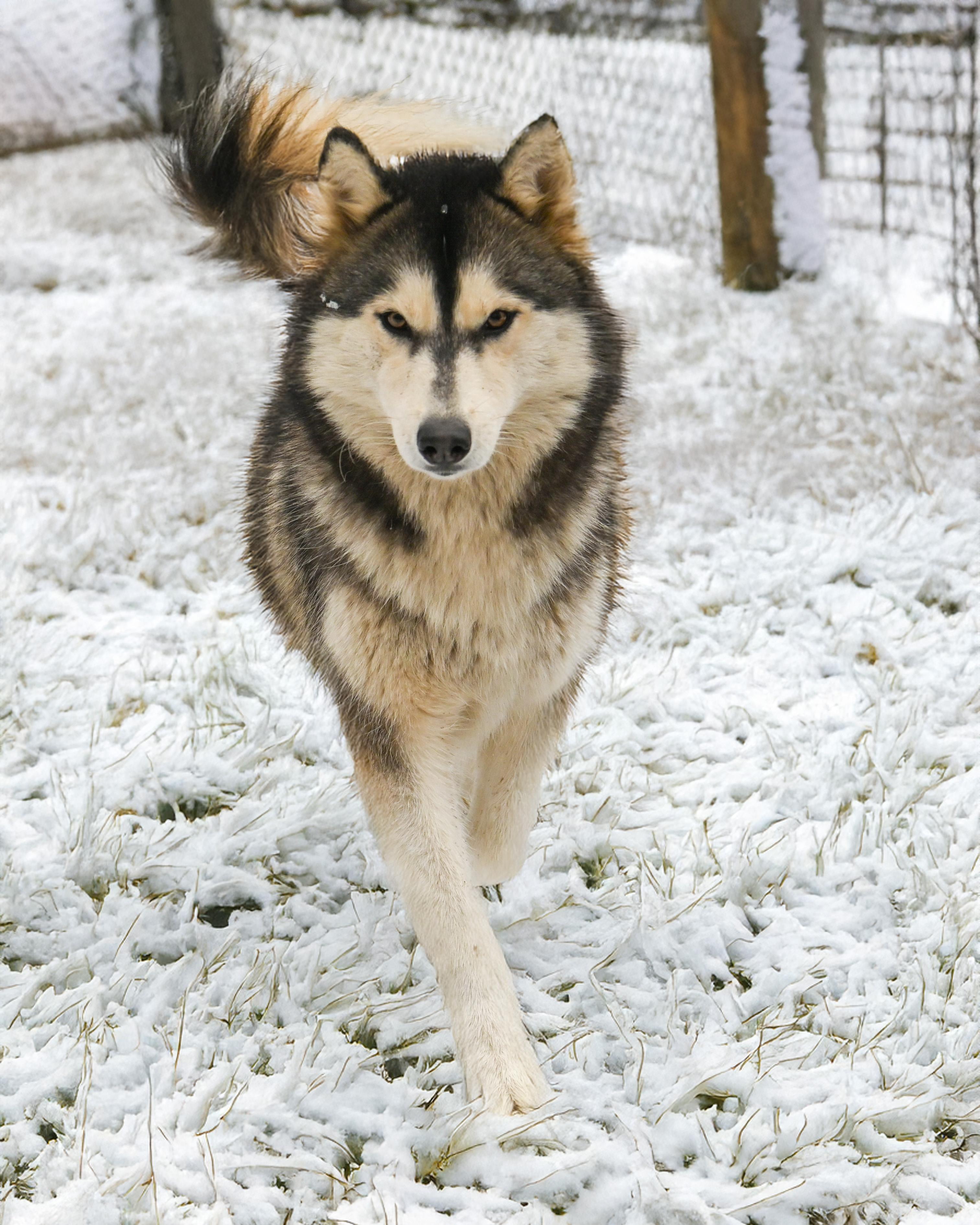 Enlarge Starling and Silver, a Adoptable Siberian Husky in Petersburg, VA image 4/6