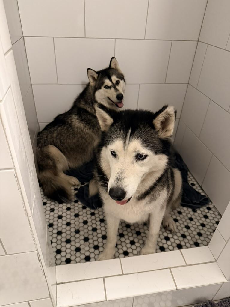 Starling and Silver, Adoptable, Adult Female Siberian Husky.