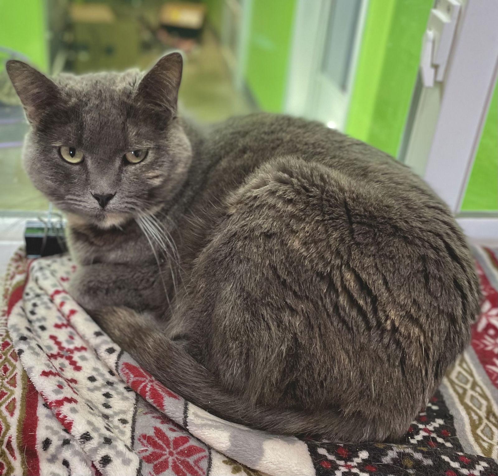 Elle, a Adoptable Domestic Short Hair in Estherville, IA image 1/6