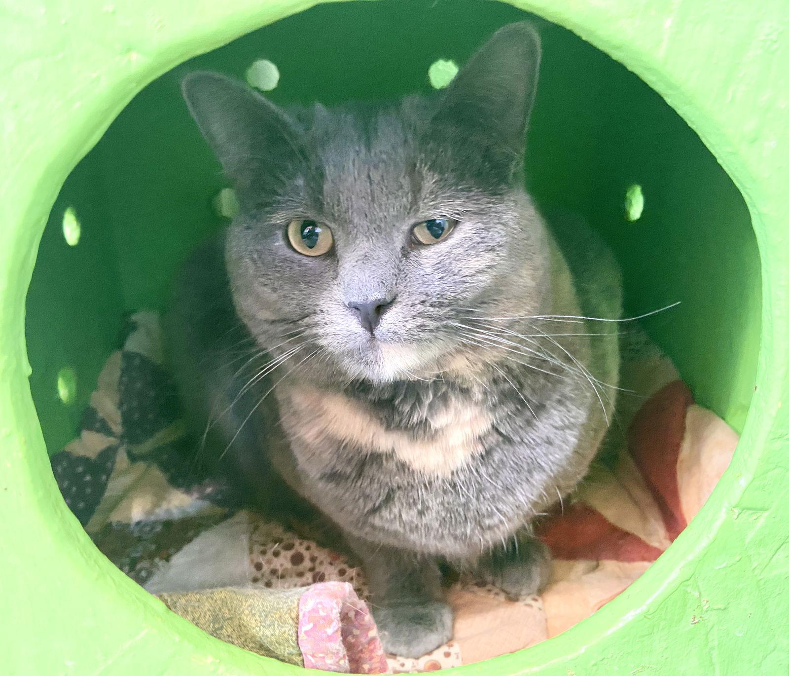 Elle, a Adoptable Domestic Short Hair in Estherville, IA image 2/6