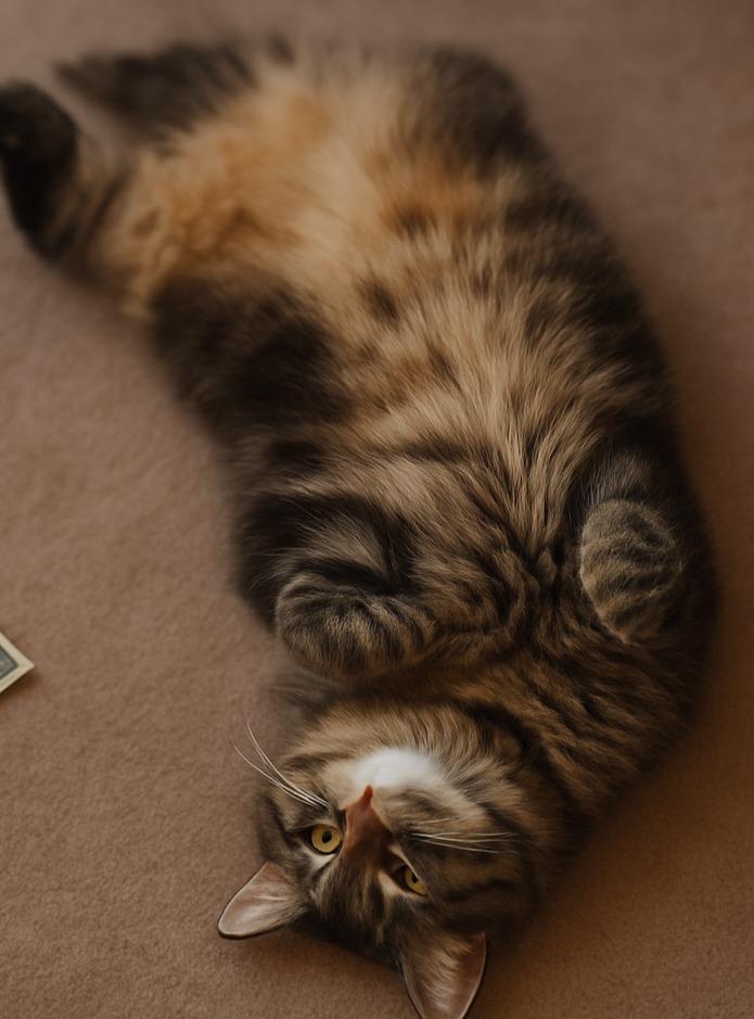 Phillip, Adoptable, Adult Male Domestic Short Hair.