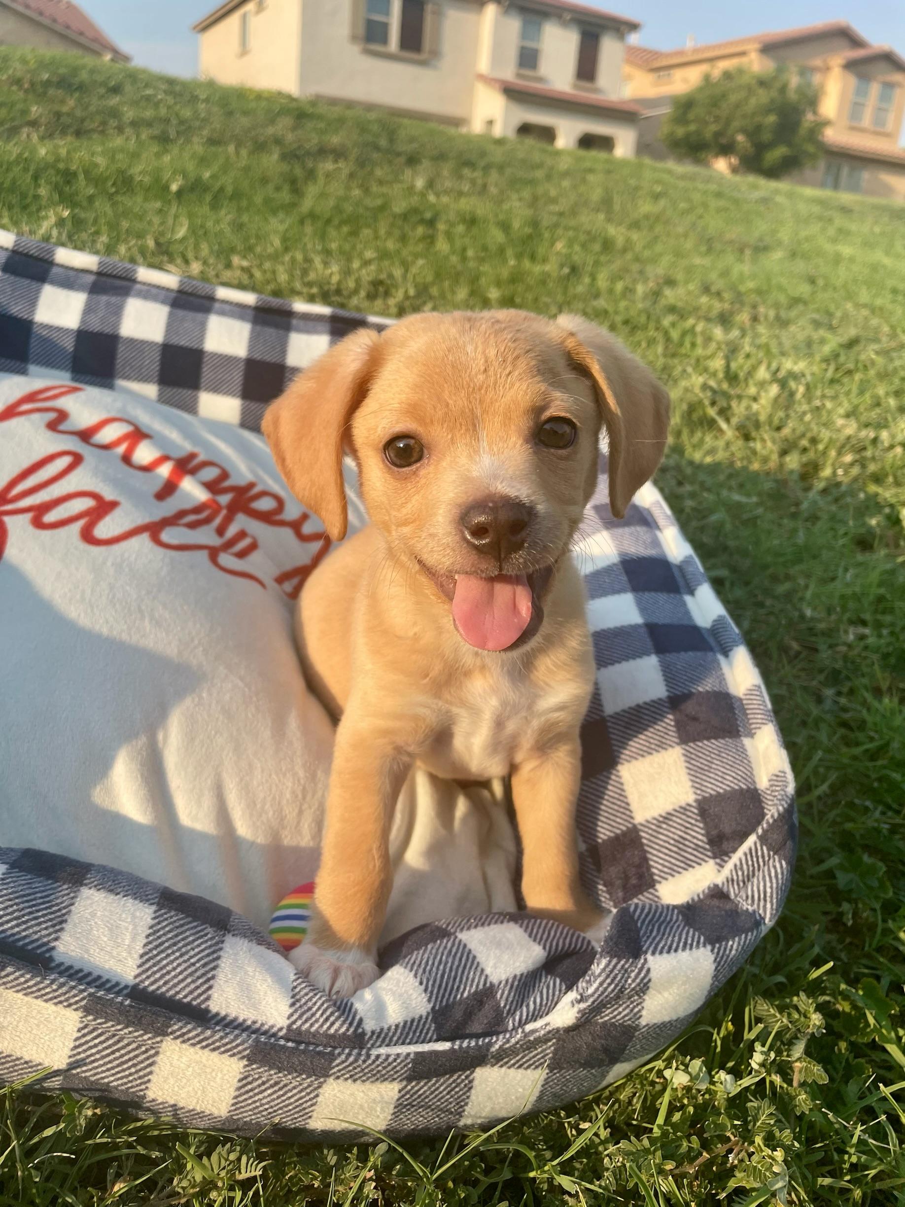 Enlarge Nikko, a Adopted mixed breed in Goodyear, AZ image 1/4