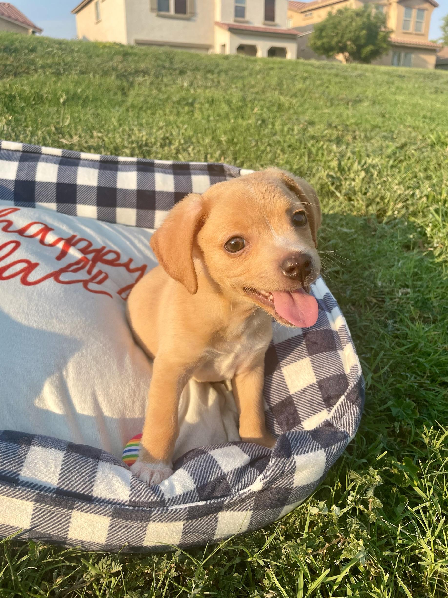 Enlarge Nikko, a Adopted mixed breed in Goodyear, AZ image 2/4